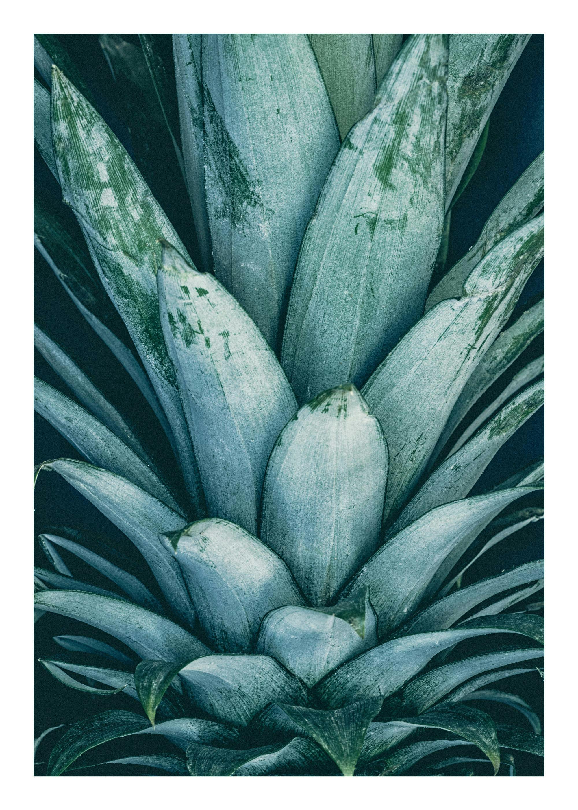 Pineapple Crown Poster 0