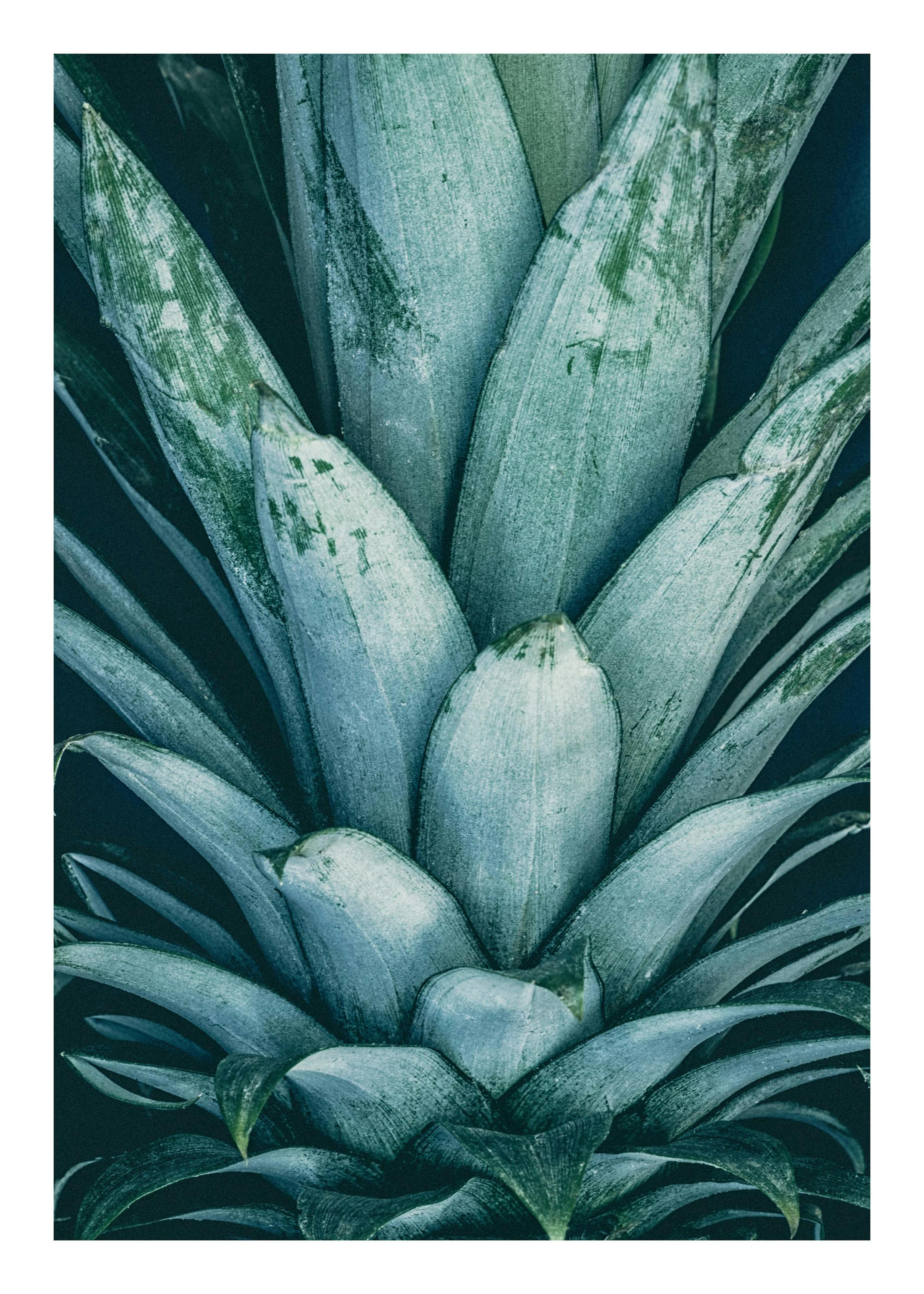 Pineapple Crown Poster 0