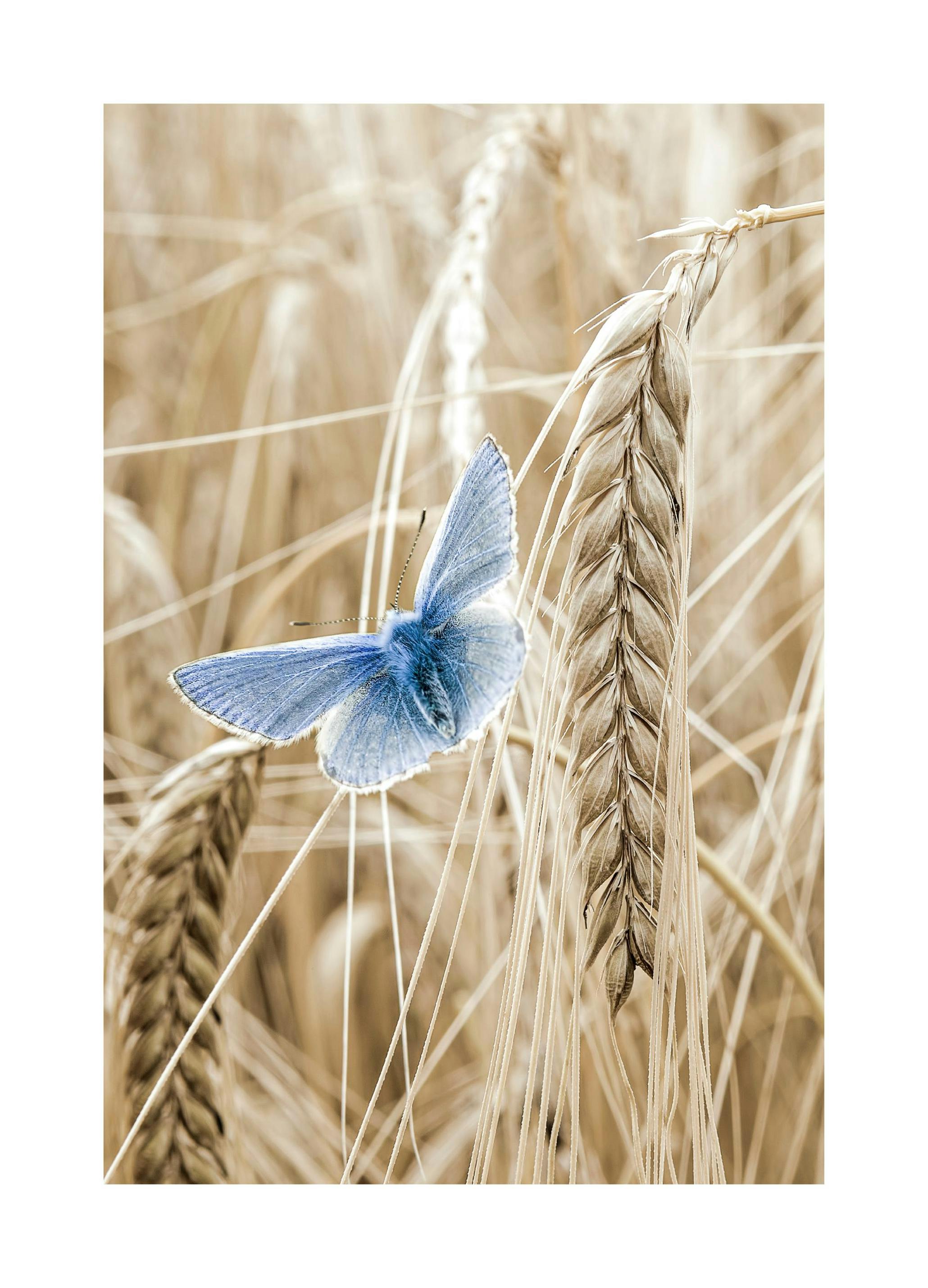 Papillon Orge Poster (50x70 cm) - Poster Store