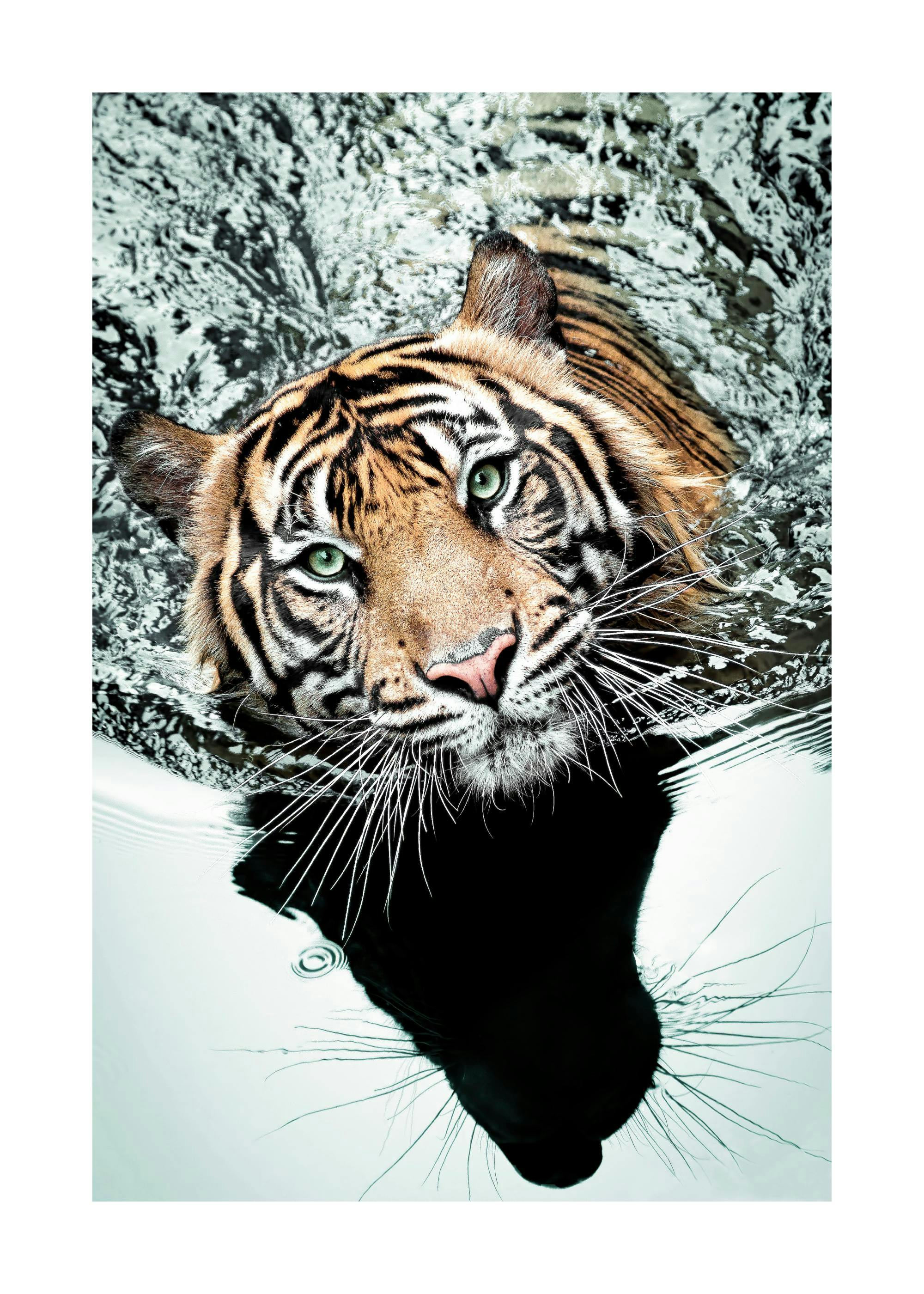 Swimming Tiger Poster 0