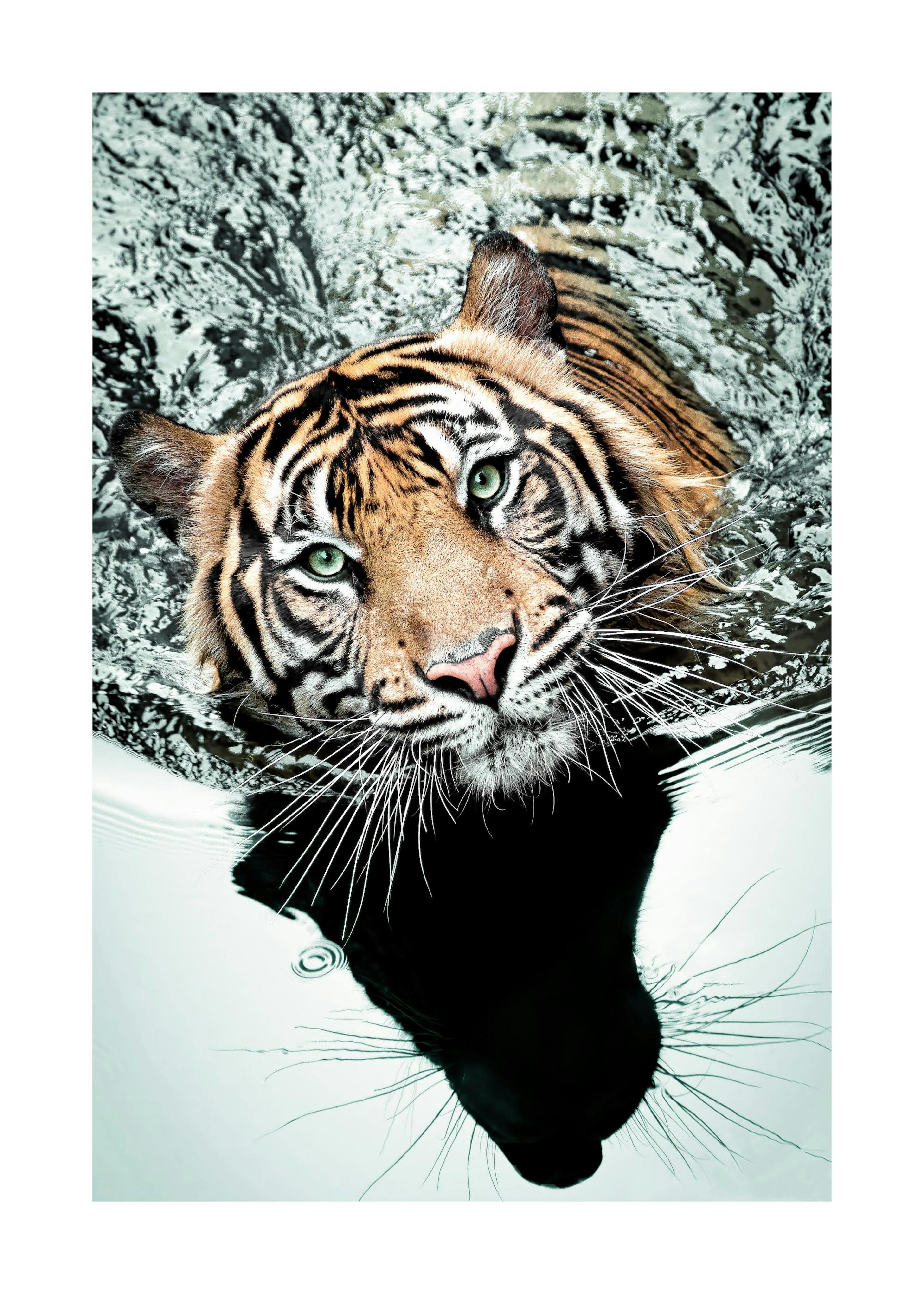 Tigre che Nuota Poster 0