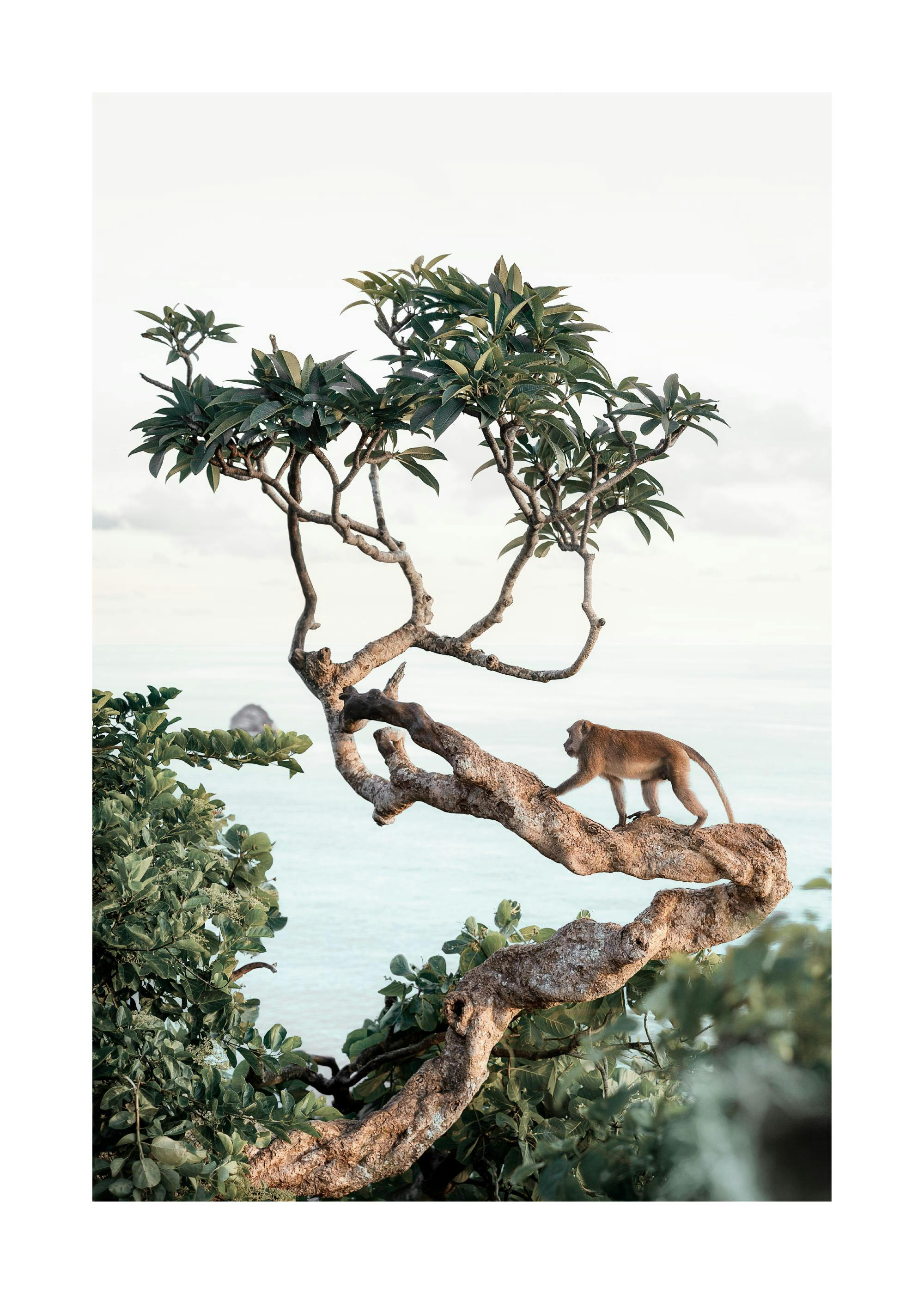 Affe im Baum Poster 0