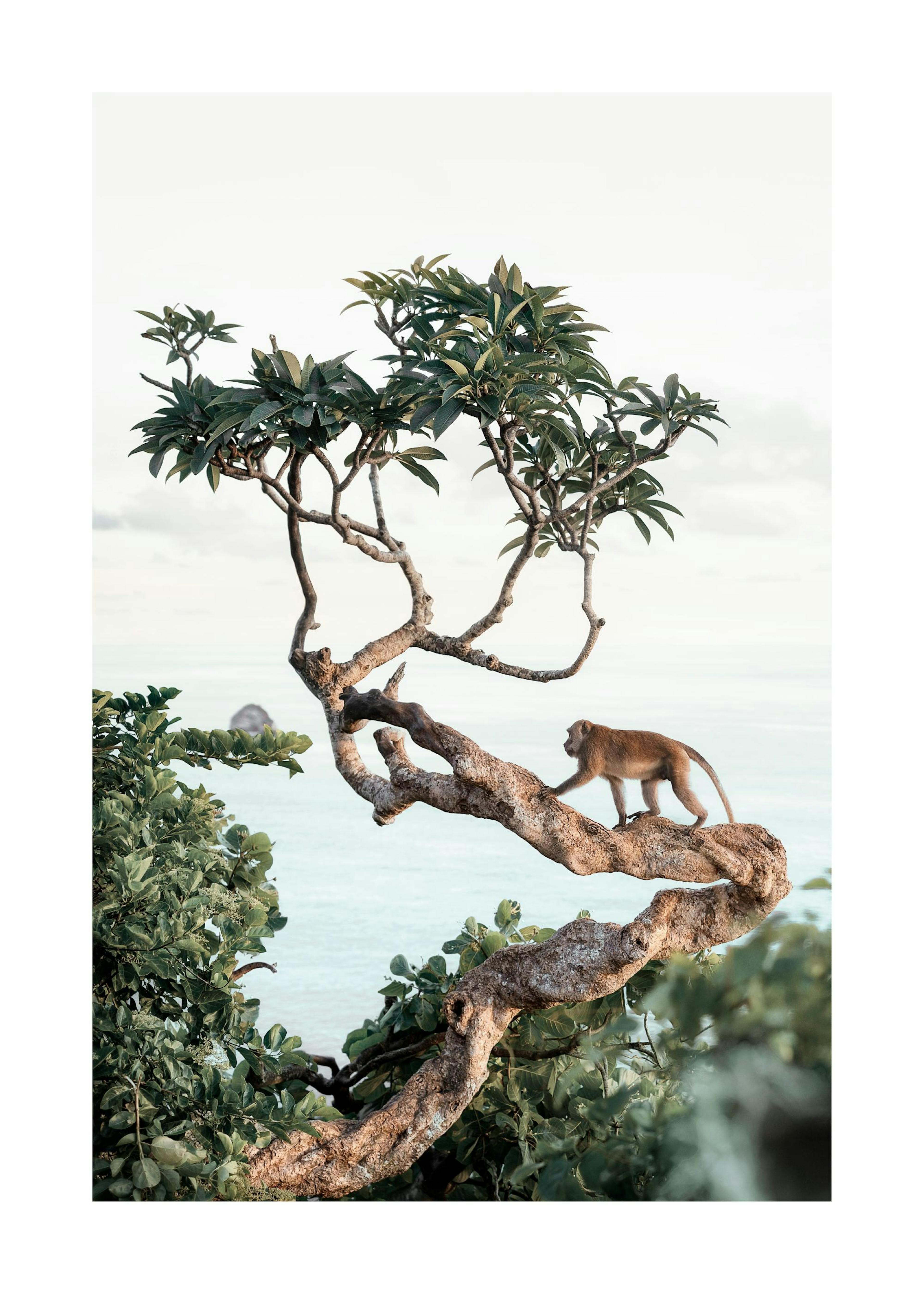 Affe im Baum Poster 0