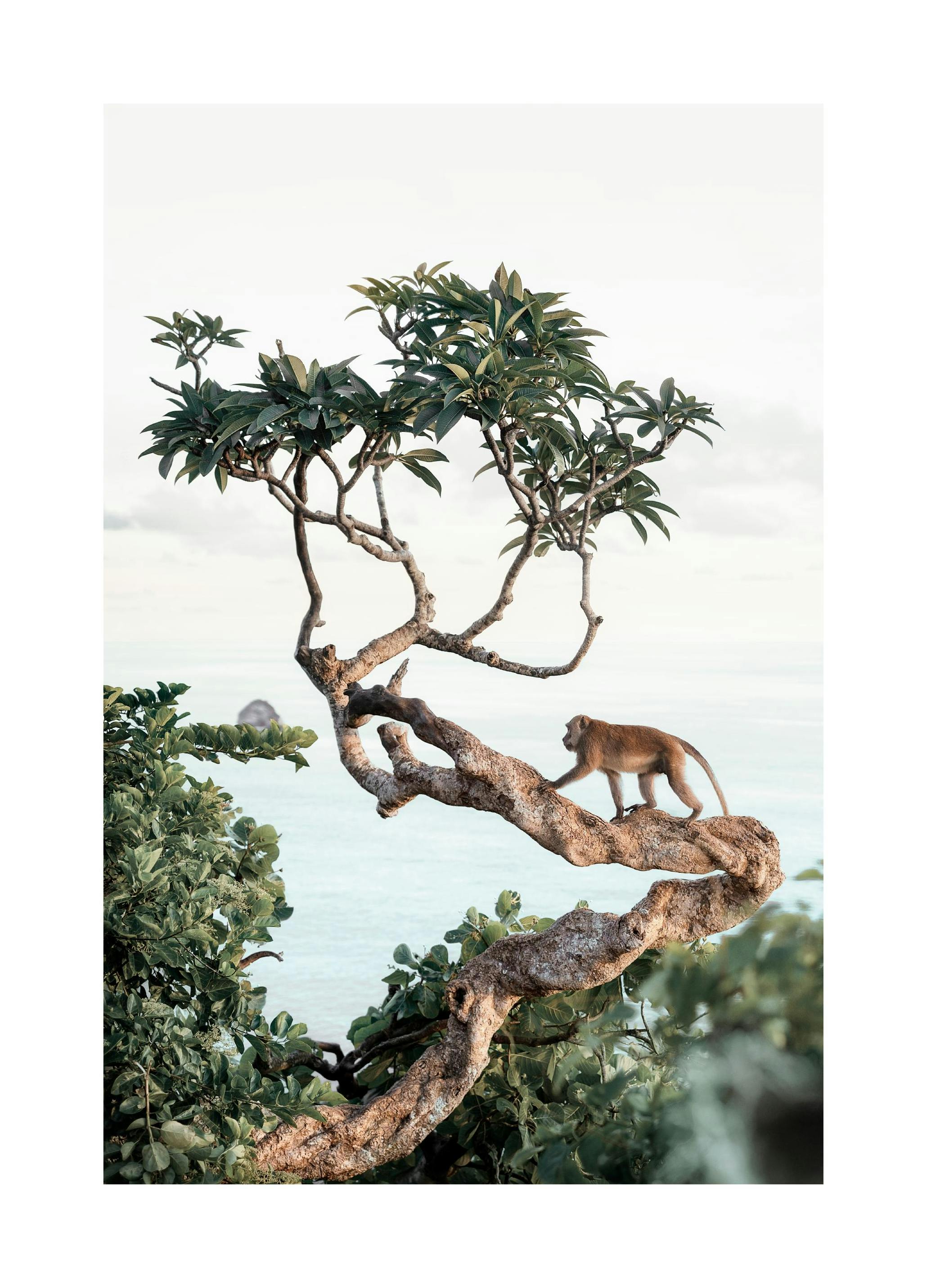 Singe dans l'Arbre Poster (50x70 cm) - Poster Store