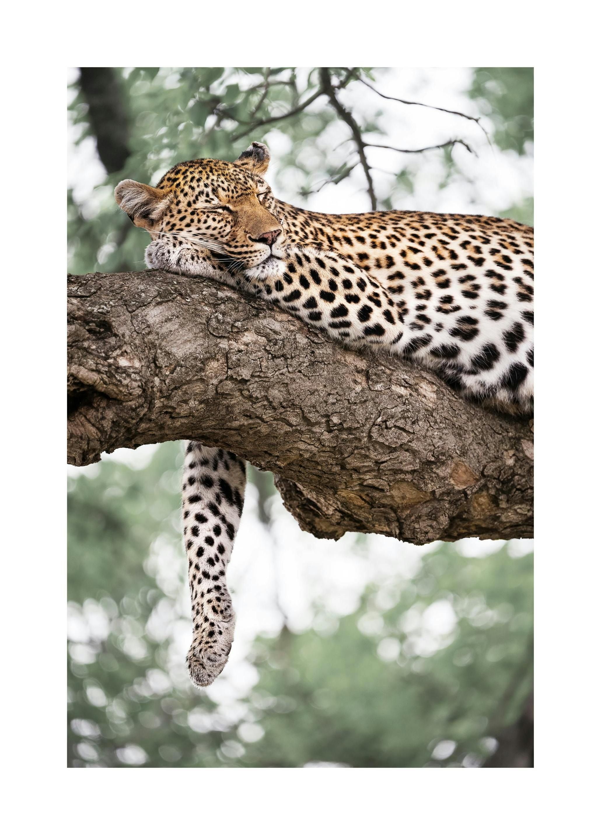 Léopard Détendu Poster (21x30 cm) - Poster Store