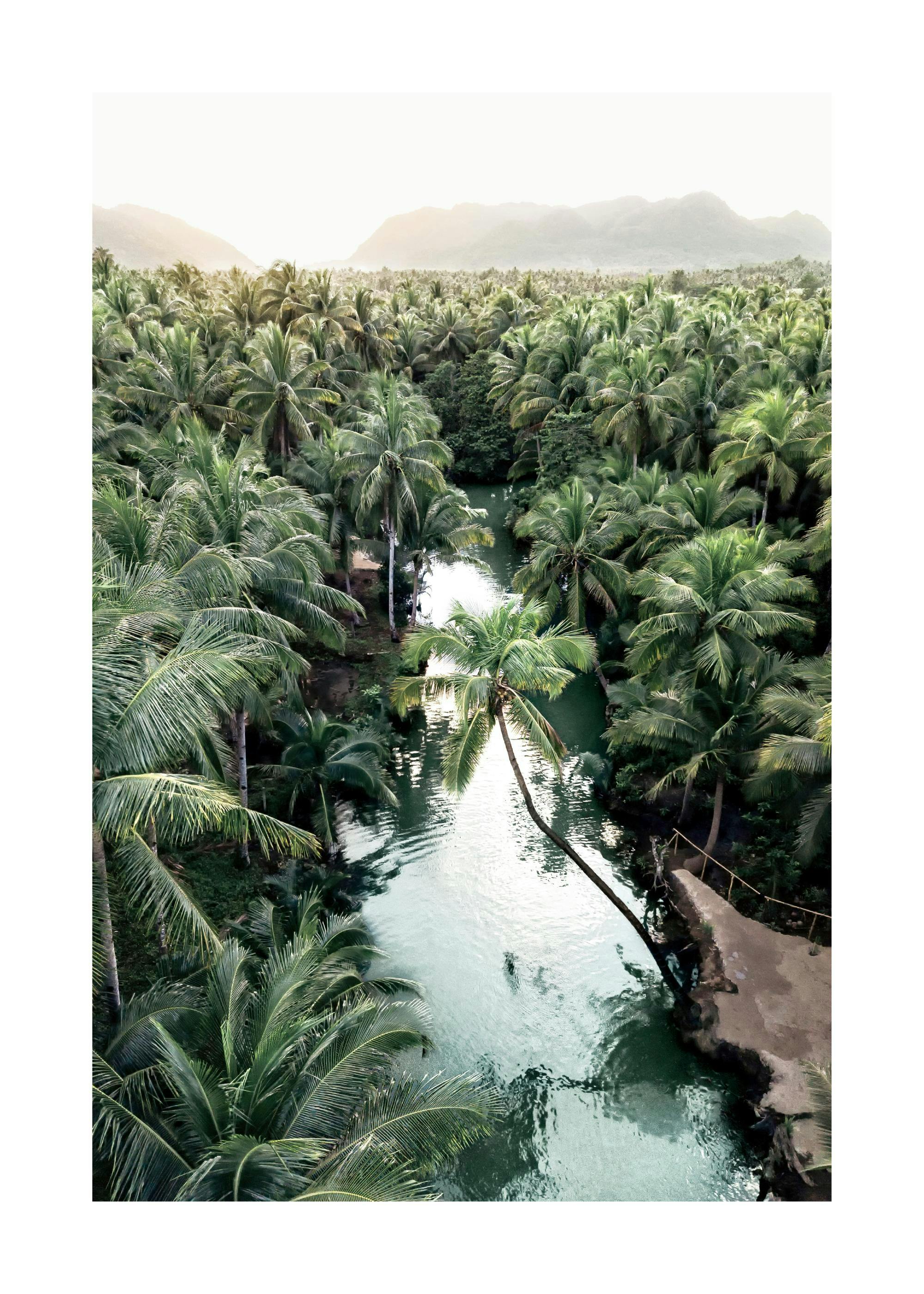 Foresta di Palme Poster 0