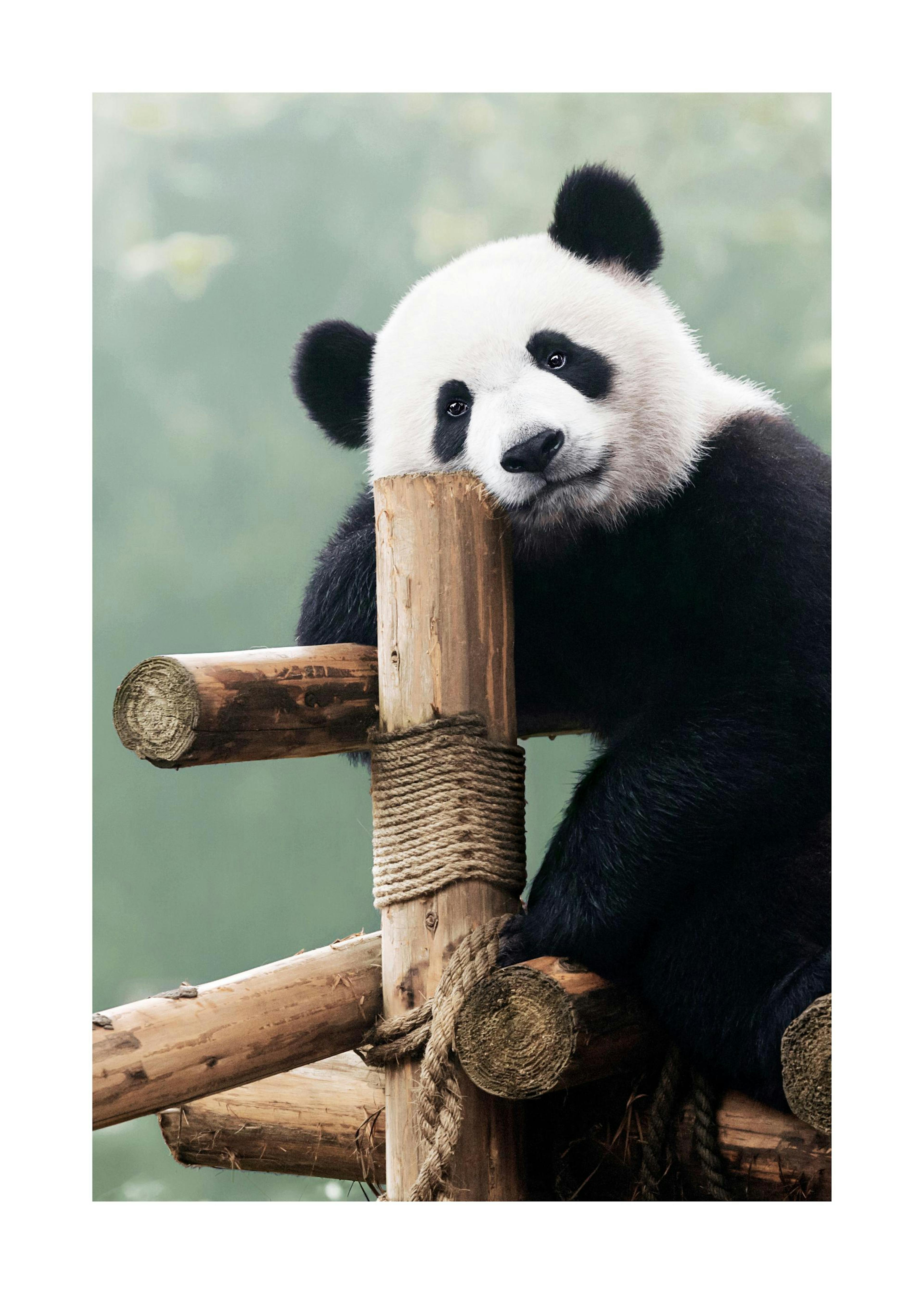 Panda Gigante Póster 0