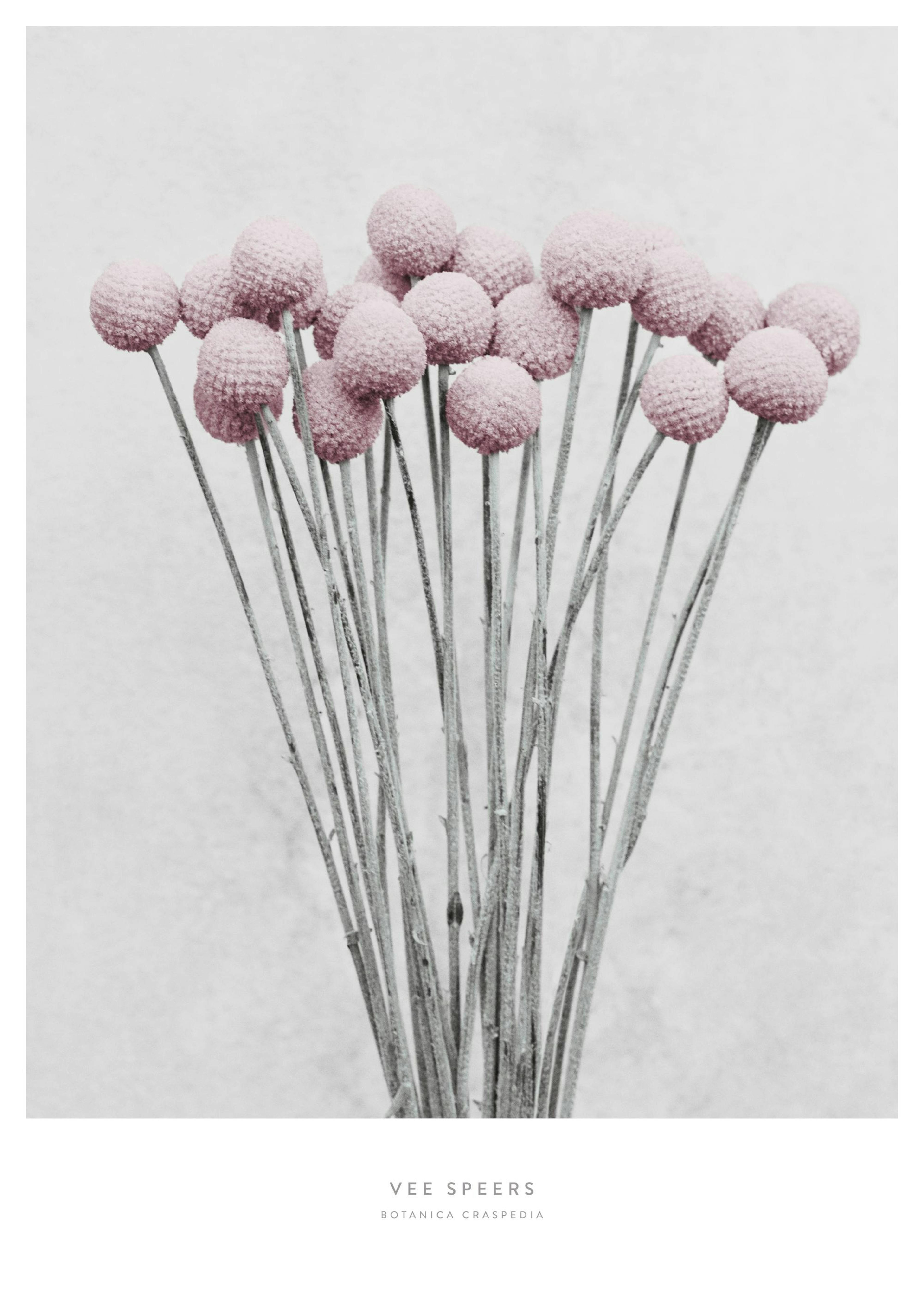 Vee Speers Craspedia 포스터 0