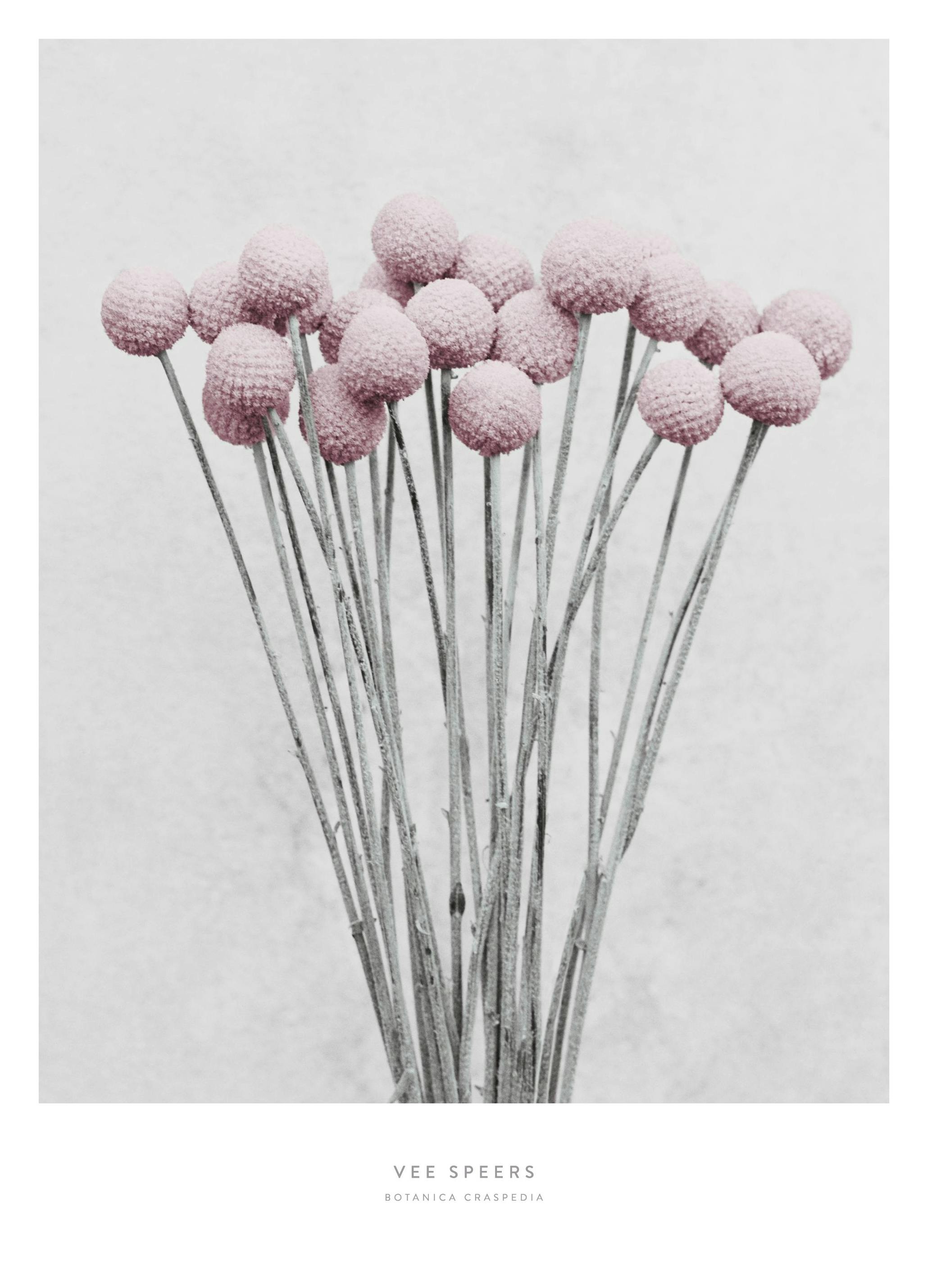 Vee Speers Botanica Craspedia Poster (30x40 cm) - Poster Store