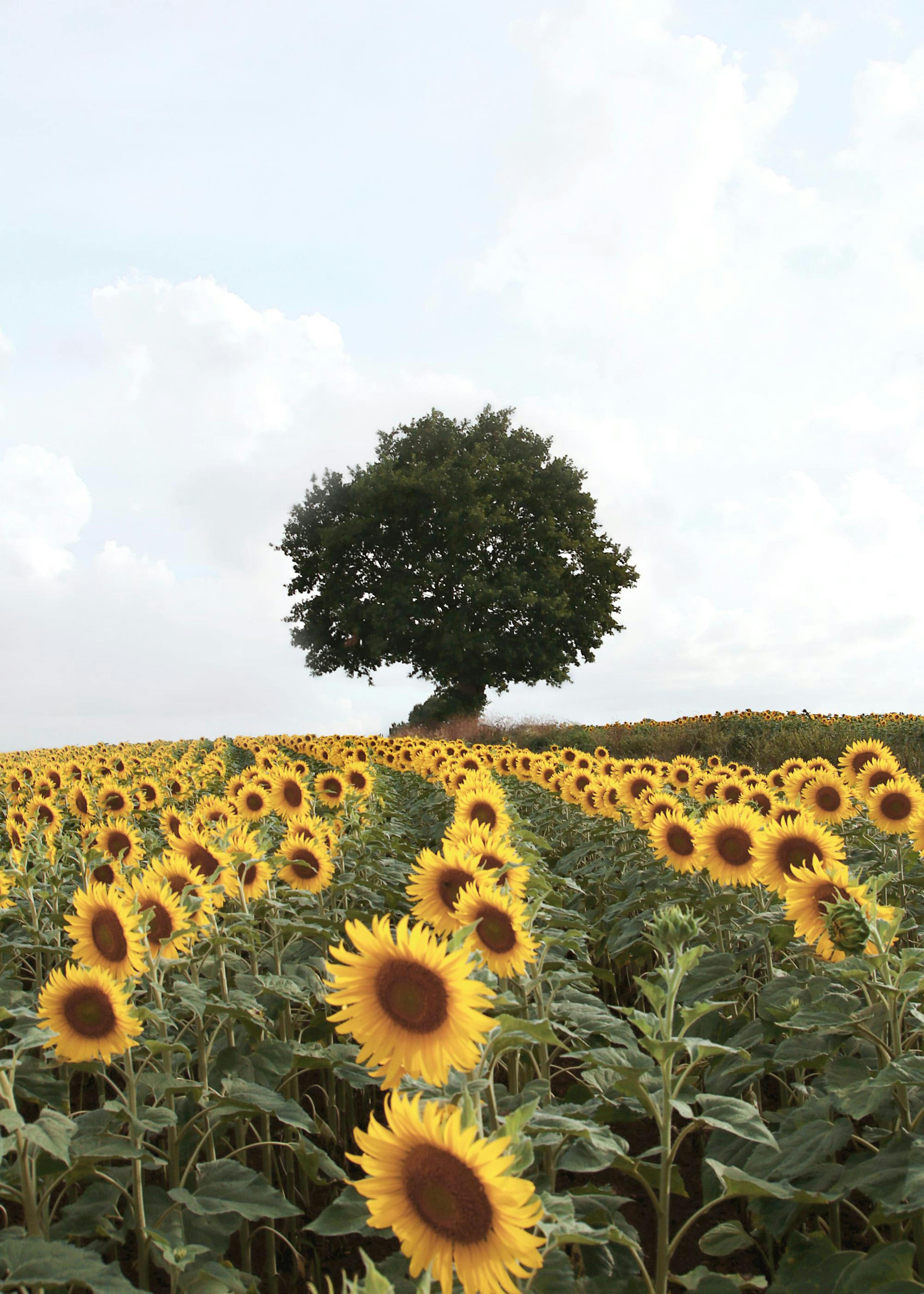 Prairie de Tournesol Poster 0
