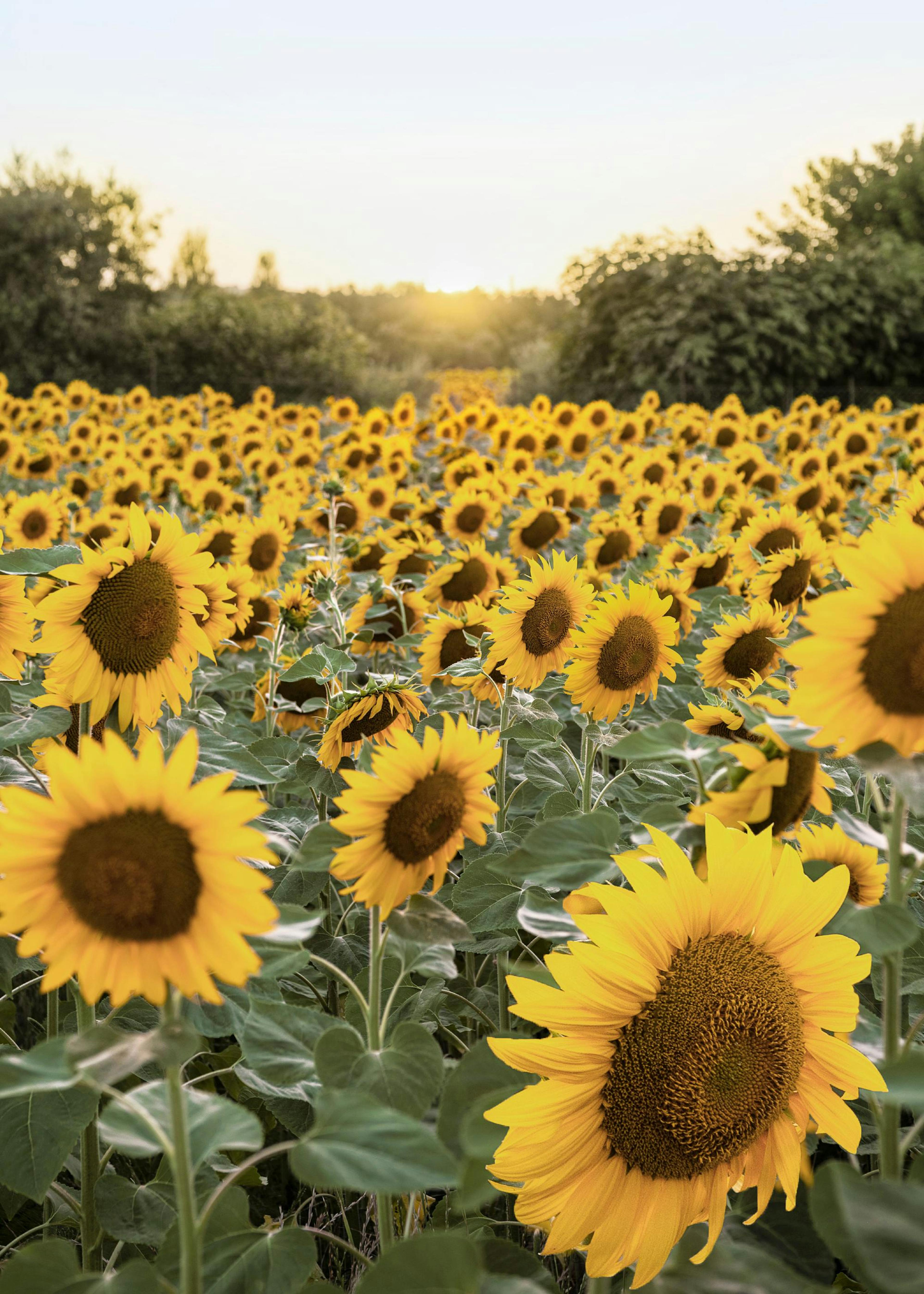 Sunflower Sunset Poster 0