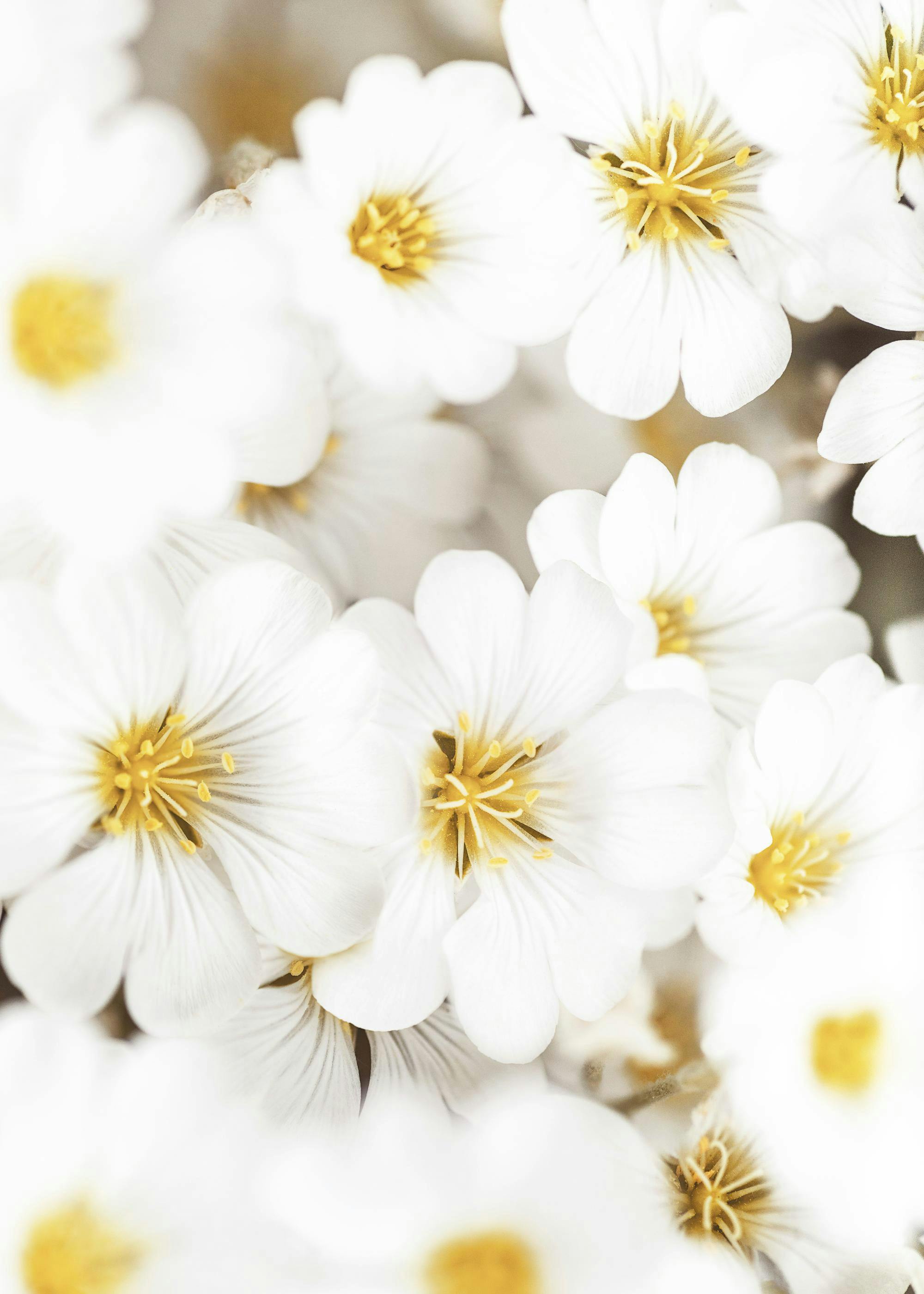 Weiße Sommerblumen Poster 0