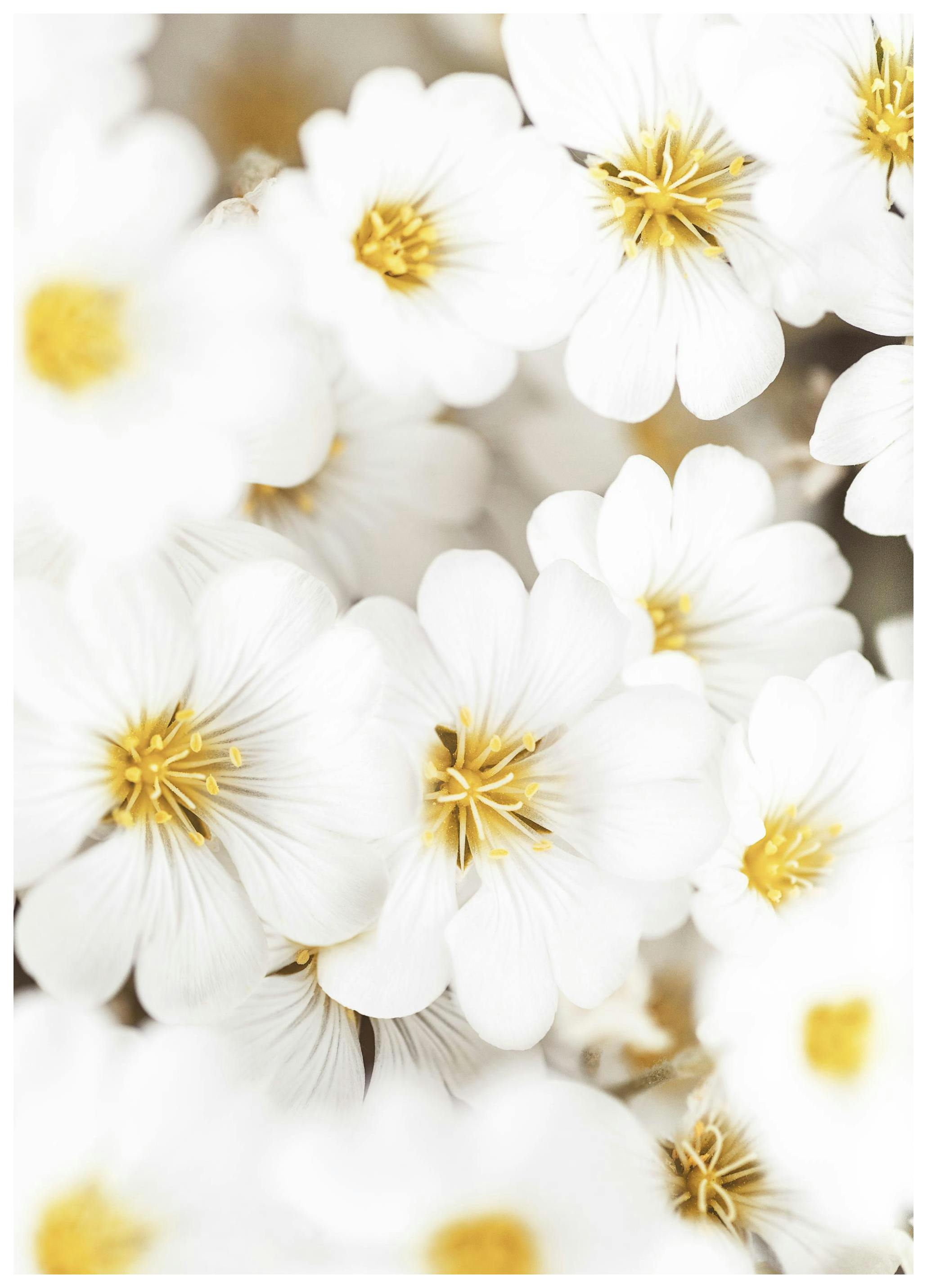 Hvite Sommerblomster Poster (50x70 cm) - Poster Store