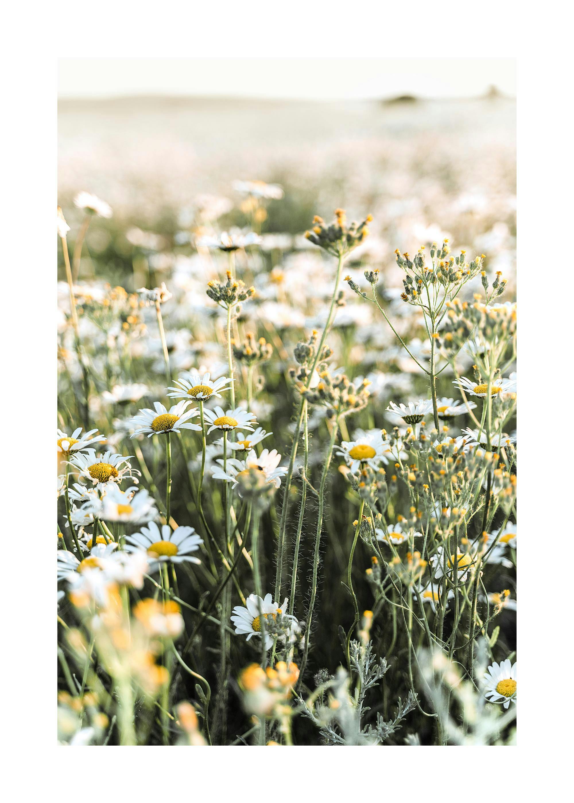 Daisy Meadow Poster 0