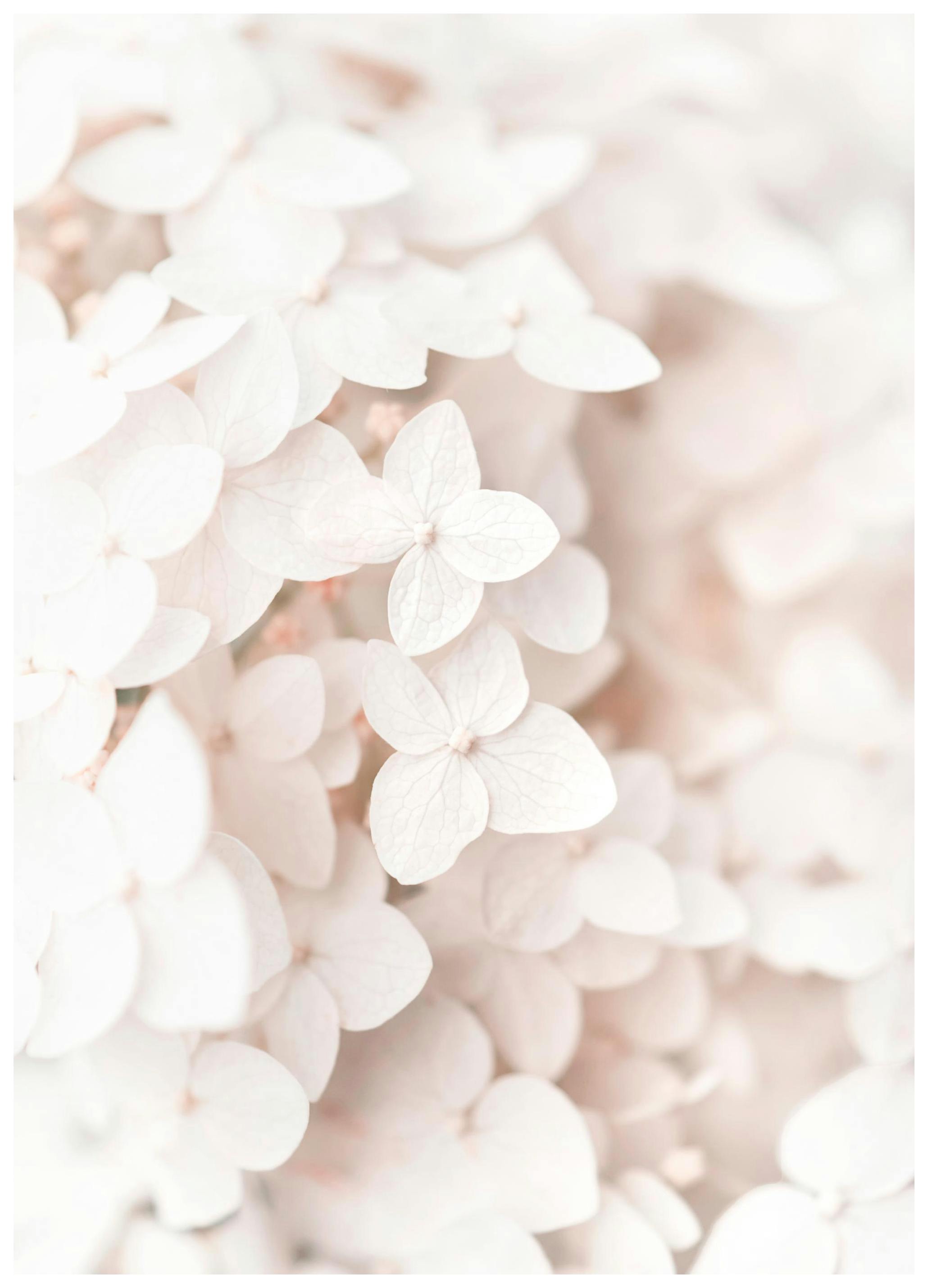 Hvit Hortensia Poster (50x70 cm) - Poster Store