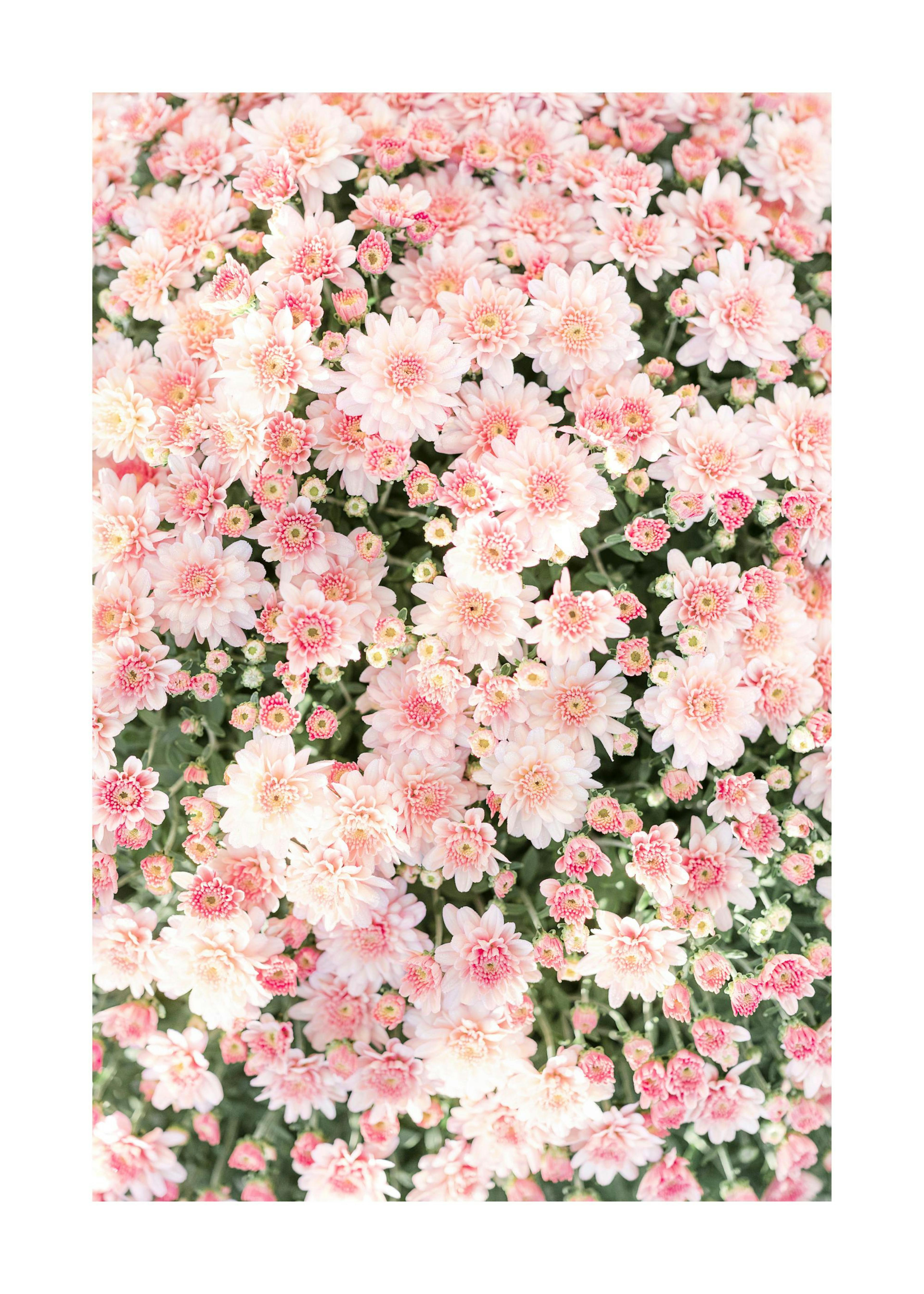 Roze Krysantemum Poster 0