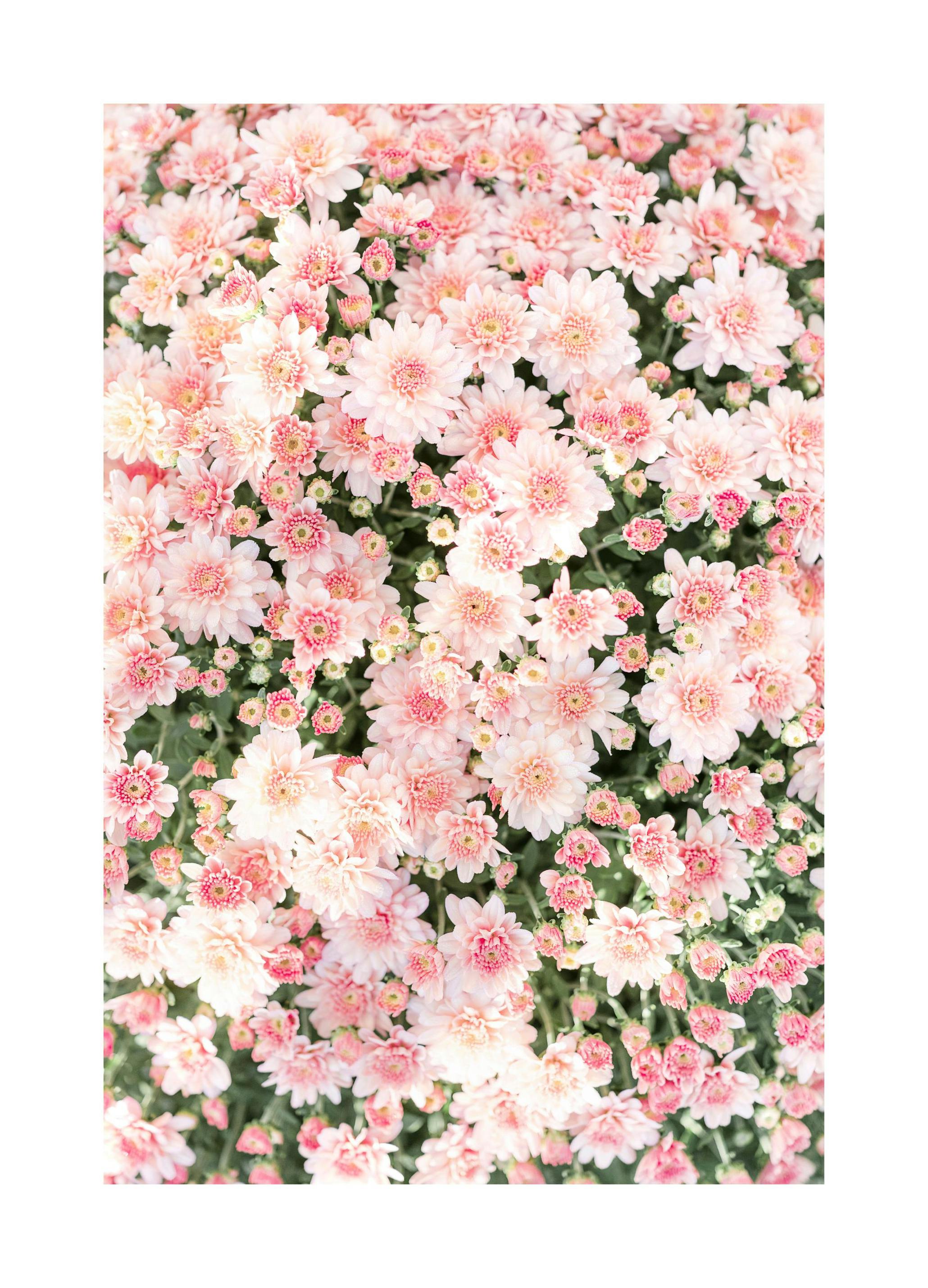 Roze Krysantemum Poster (50x70 cm) - Poster Store