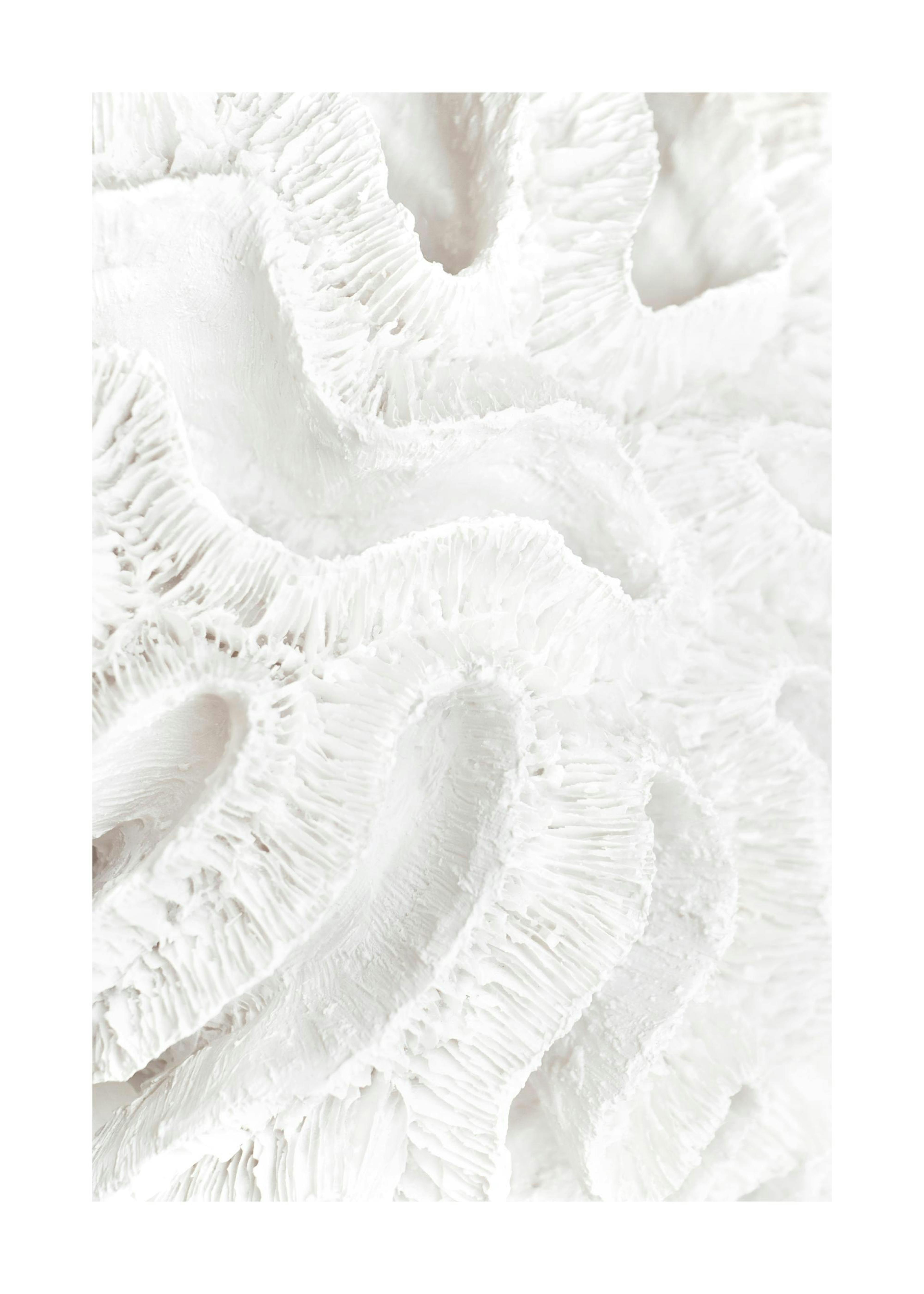 Coral Detail Poster 0
