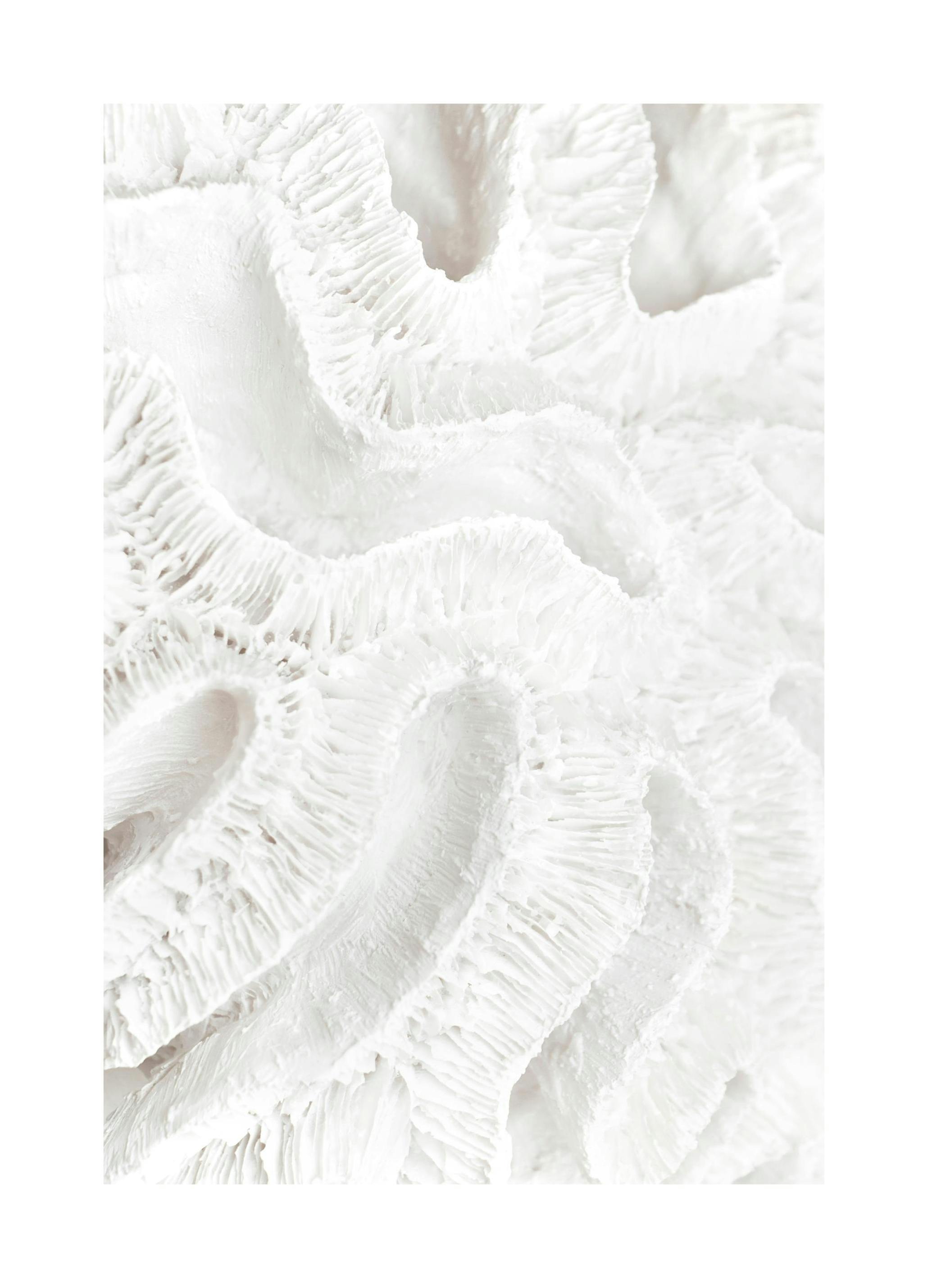 Korall Detaljer Poster (50x70 cm) - Poster Store