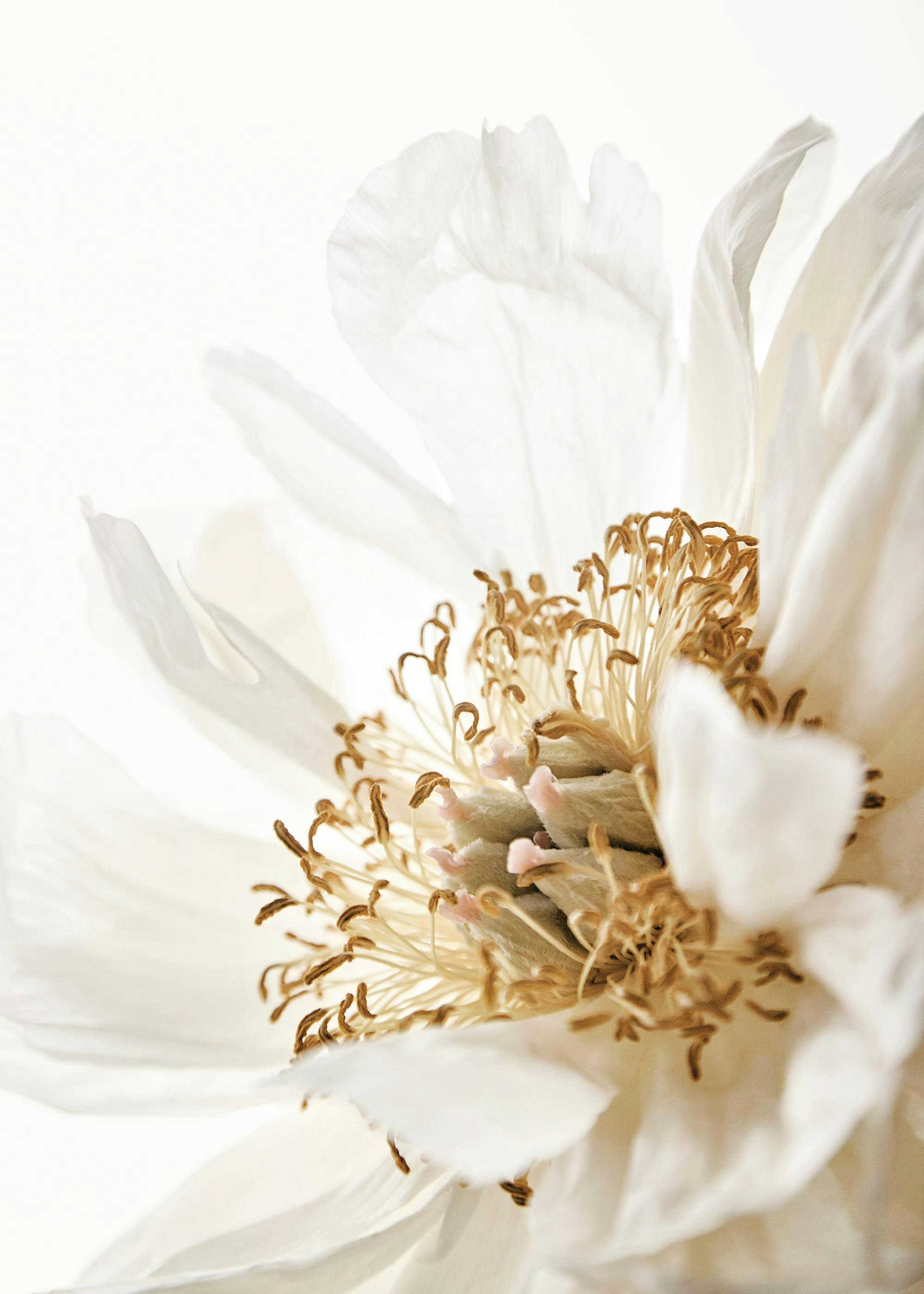 Pretty Peony Poster 0