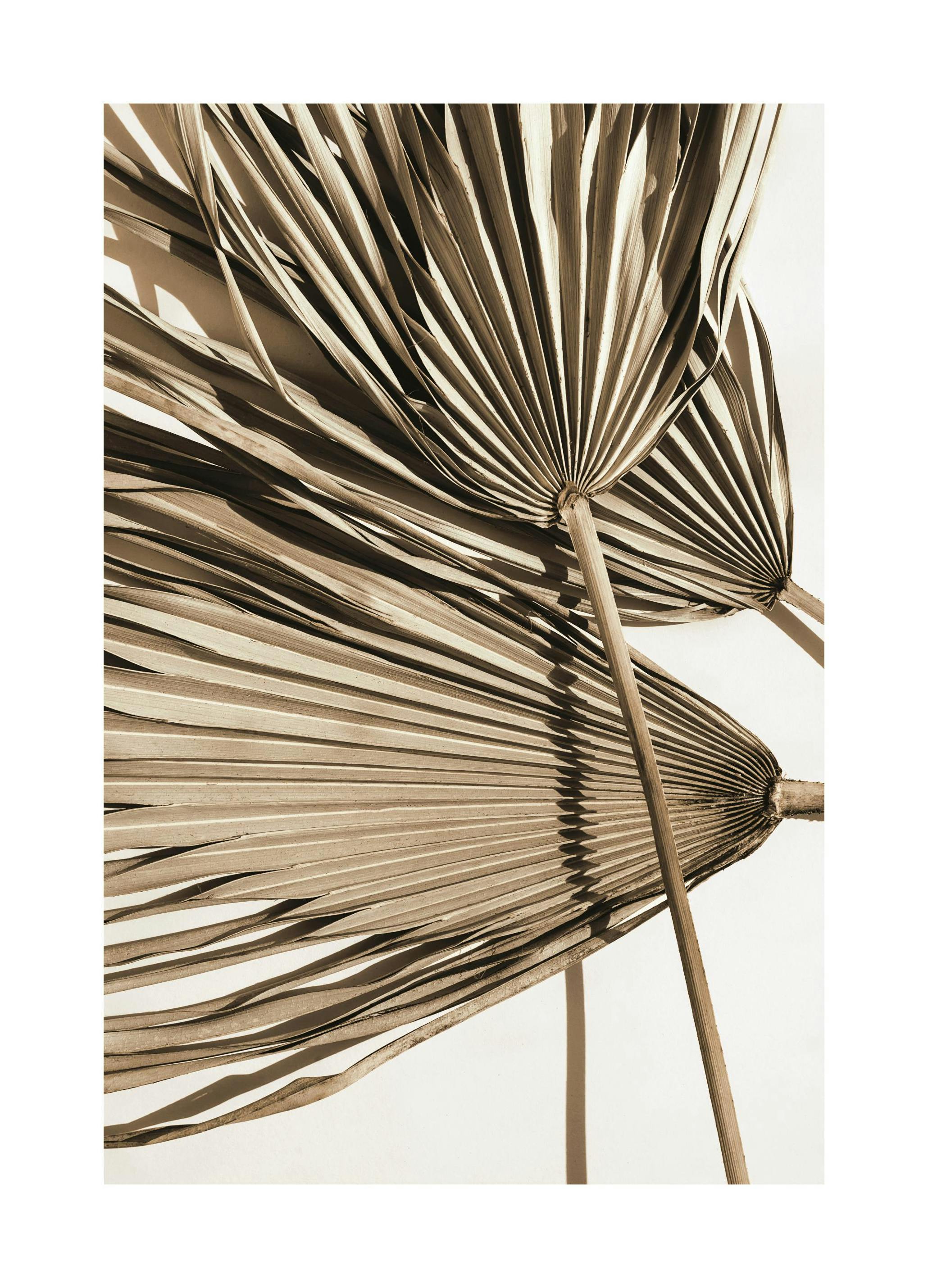 Droge Palmbladeren Poster (30x40 cm) - Poster Store
