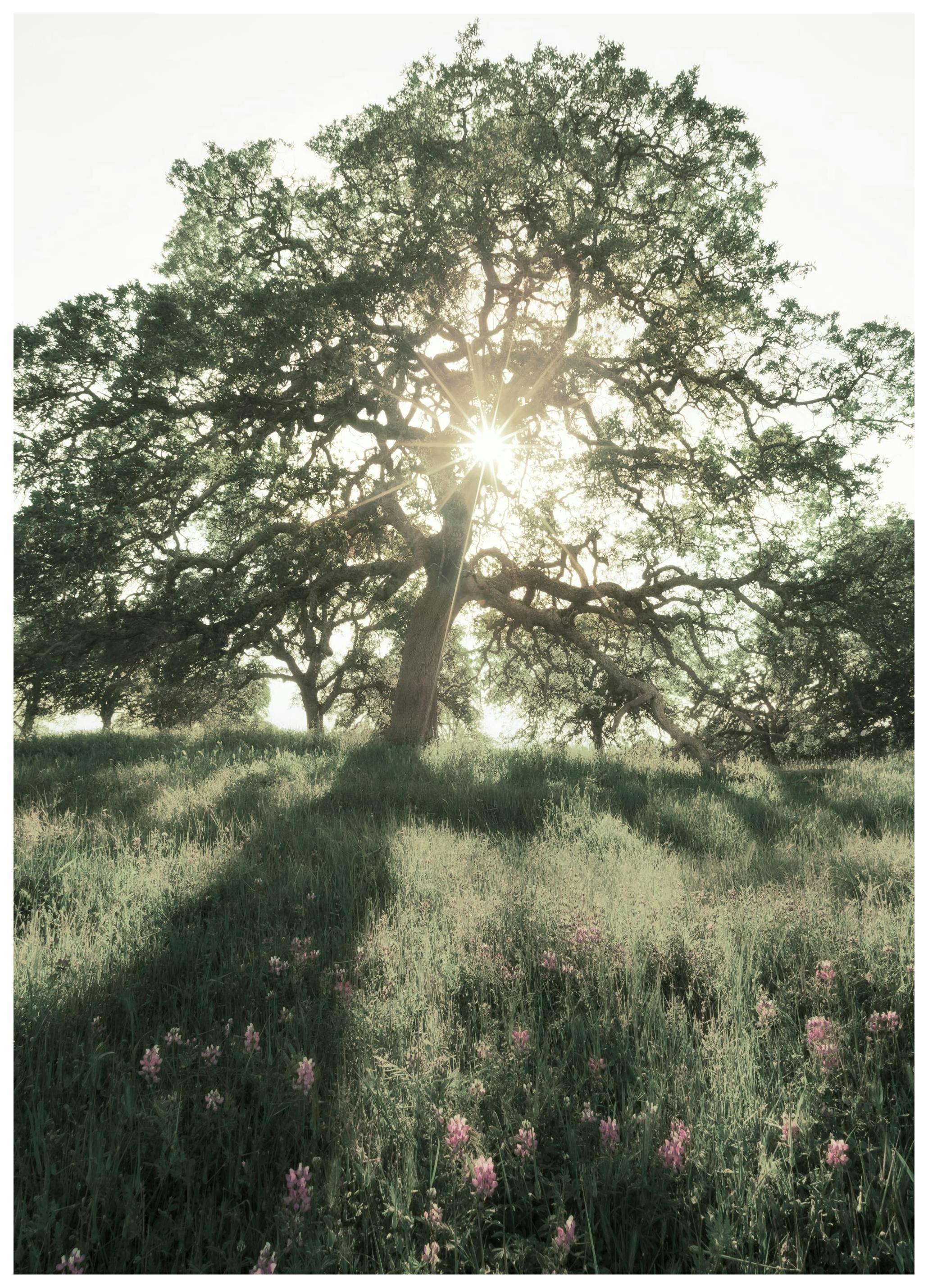 Solskinn Gjennom Treet Poster (21x30 cm) - Poster Store