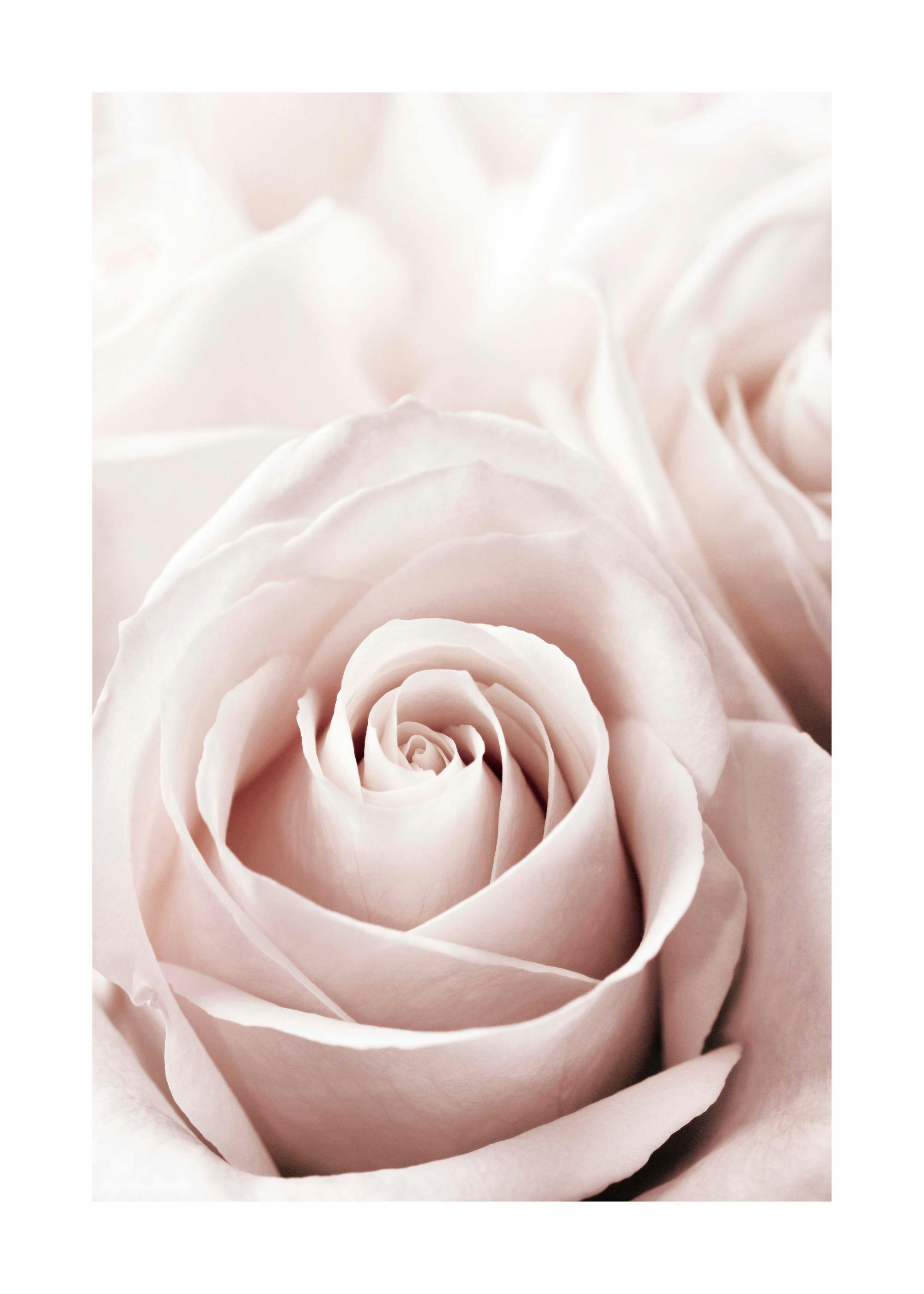 Poster Rose rosa antico 0