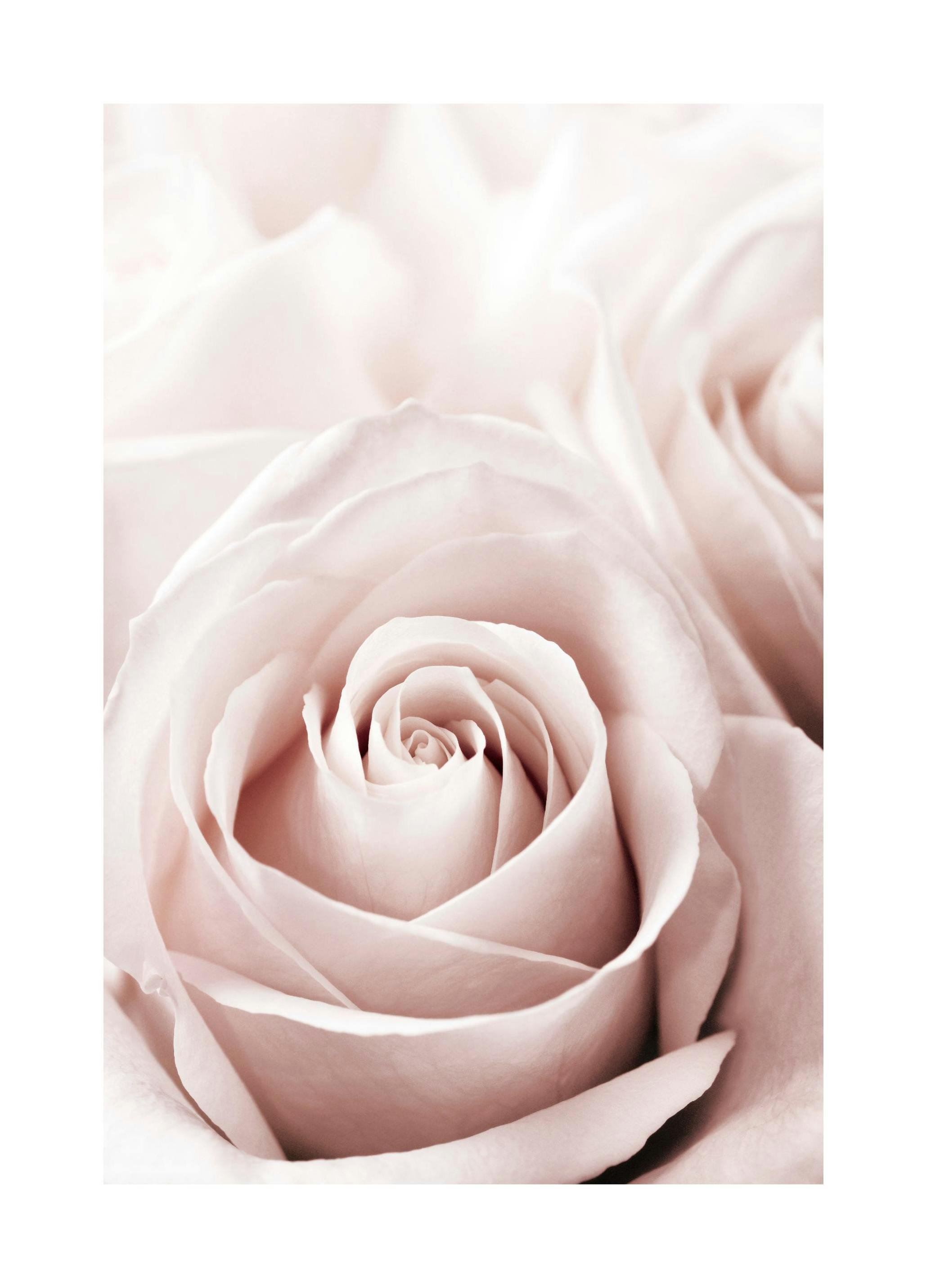 Rosa Ros Poster (50x70 cm) - Poster Store