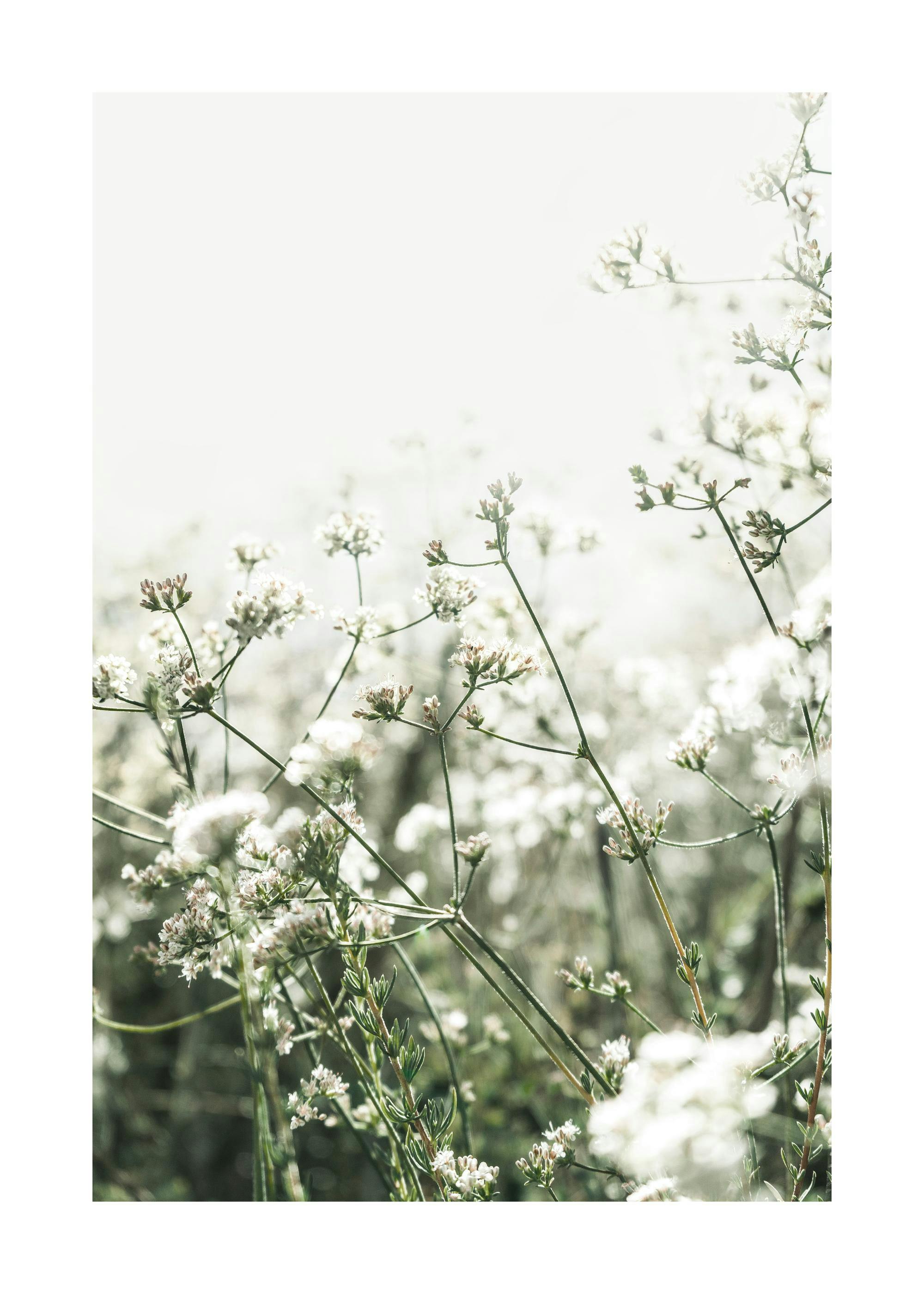 Small White Flowers Poster 0