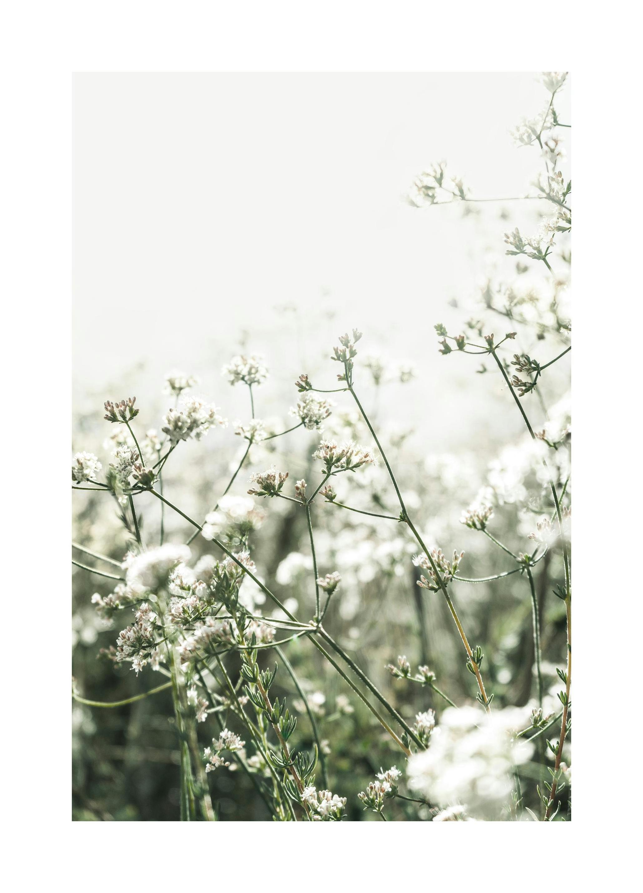 Små Hvite Blomster Poster (21x30 cm) - Poster Store