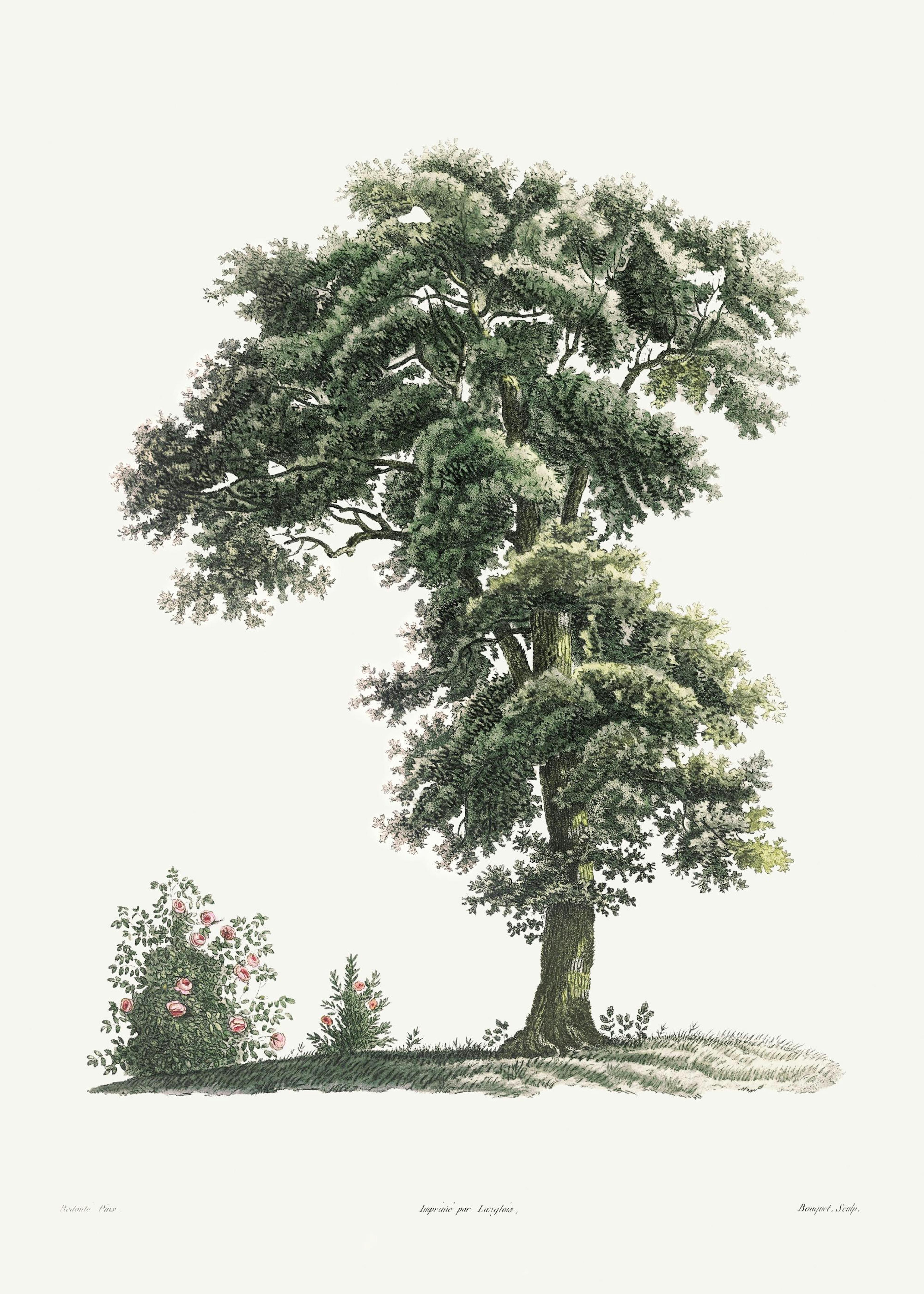 Poster Illustrazione albero classico 0