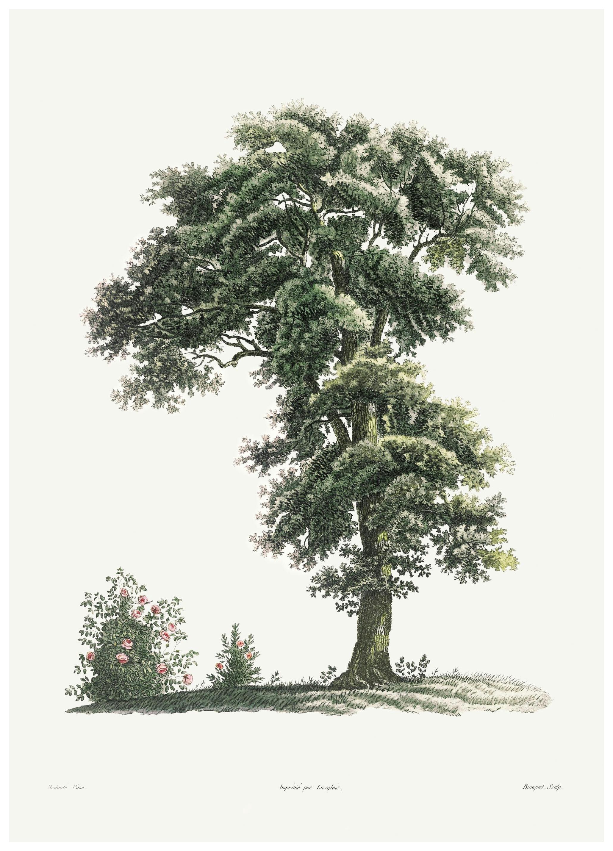 Vintage Träd Illustration Poster (50x70 cm) - Poster Store
