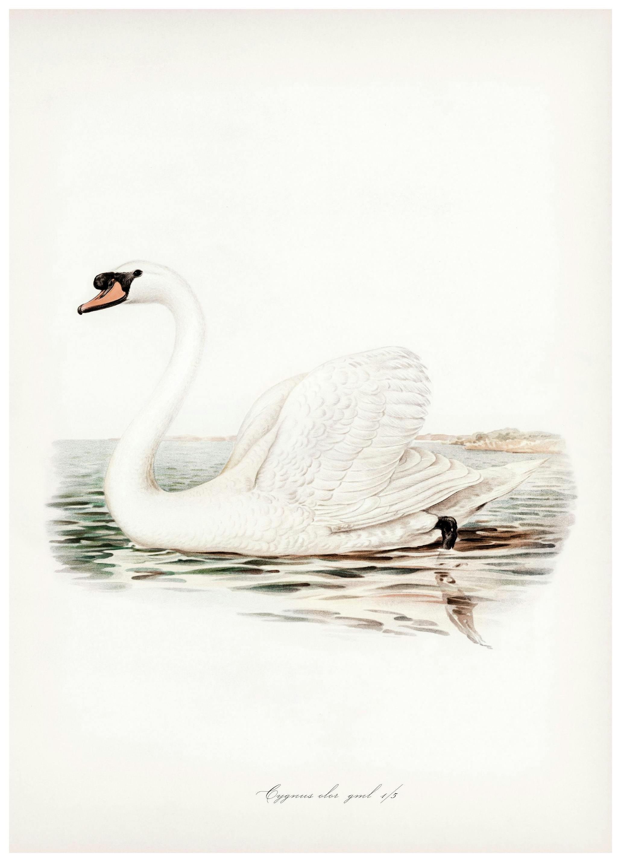 Majestueuze Zwaan Illustratie Poster (21x30 cm) - Poster Store