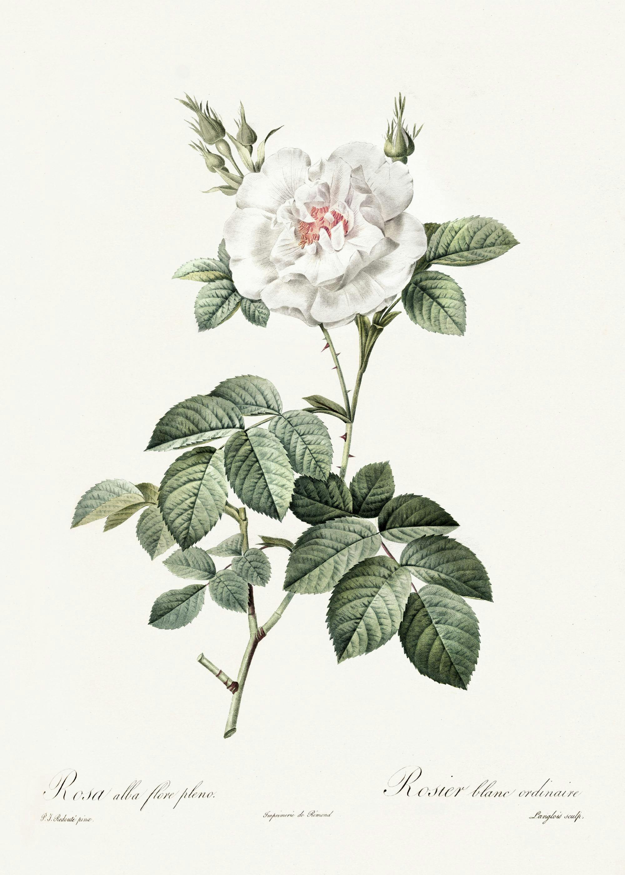 Weiße Rose Illustration Poster 0