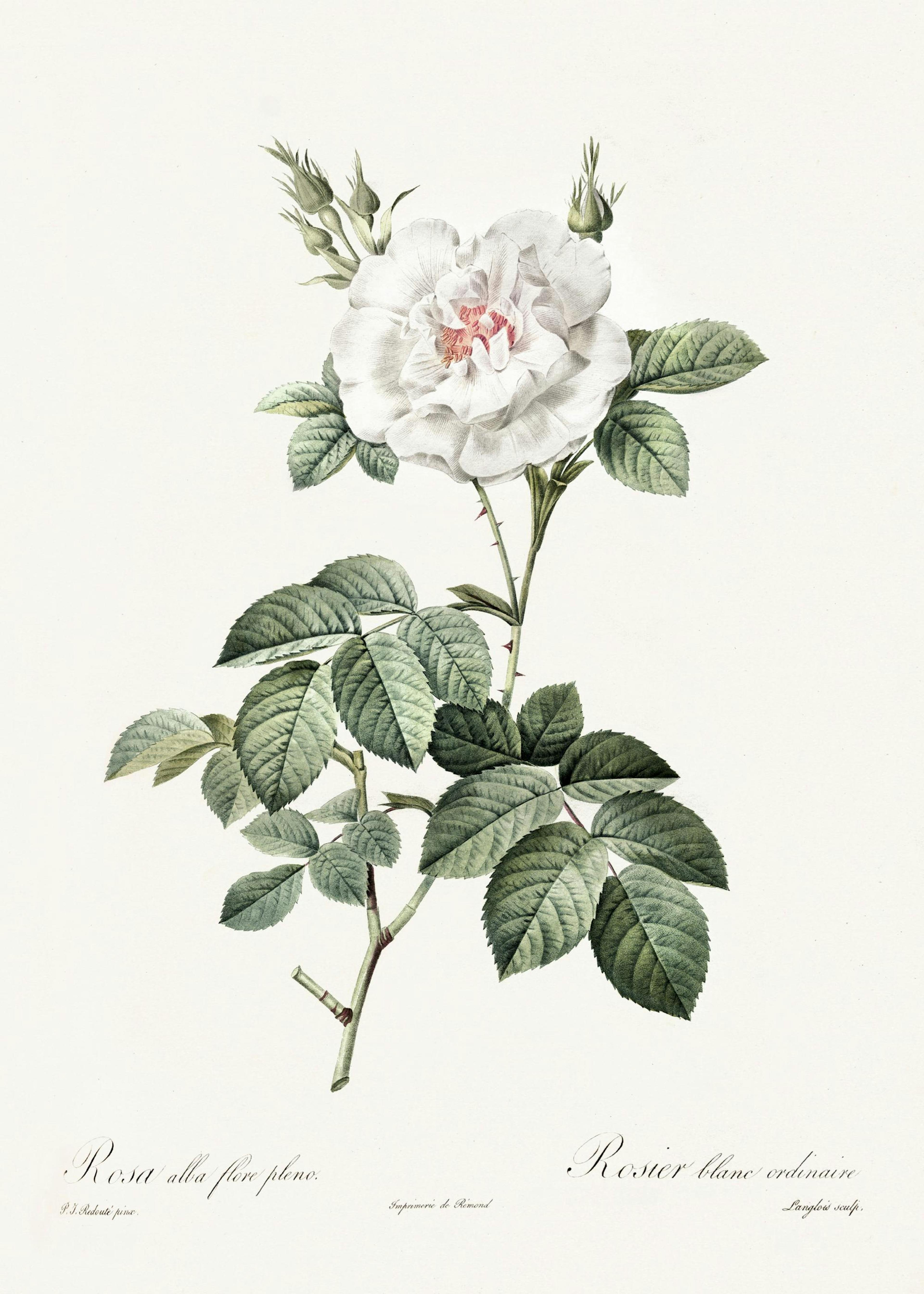 White Rose Illustration Poster 0