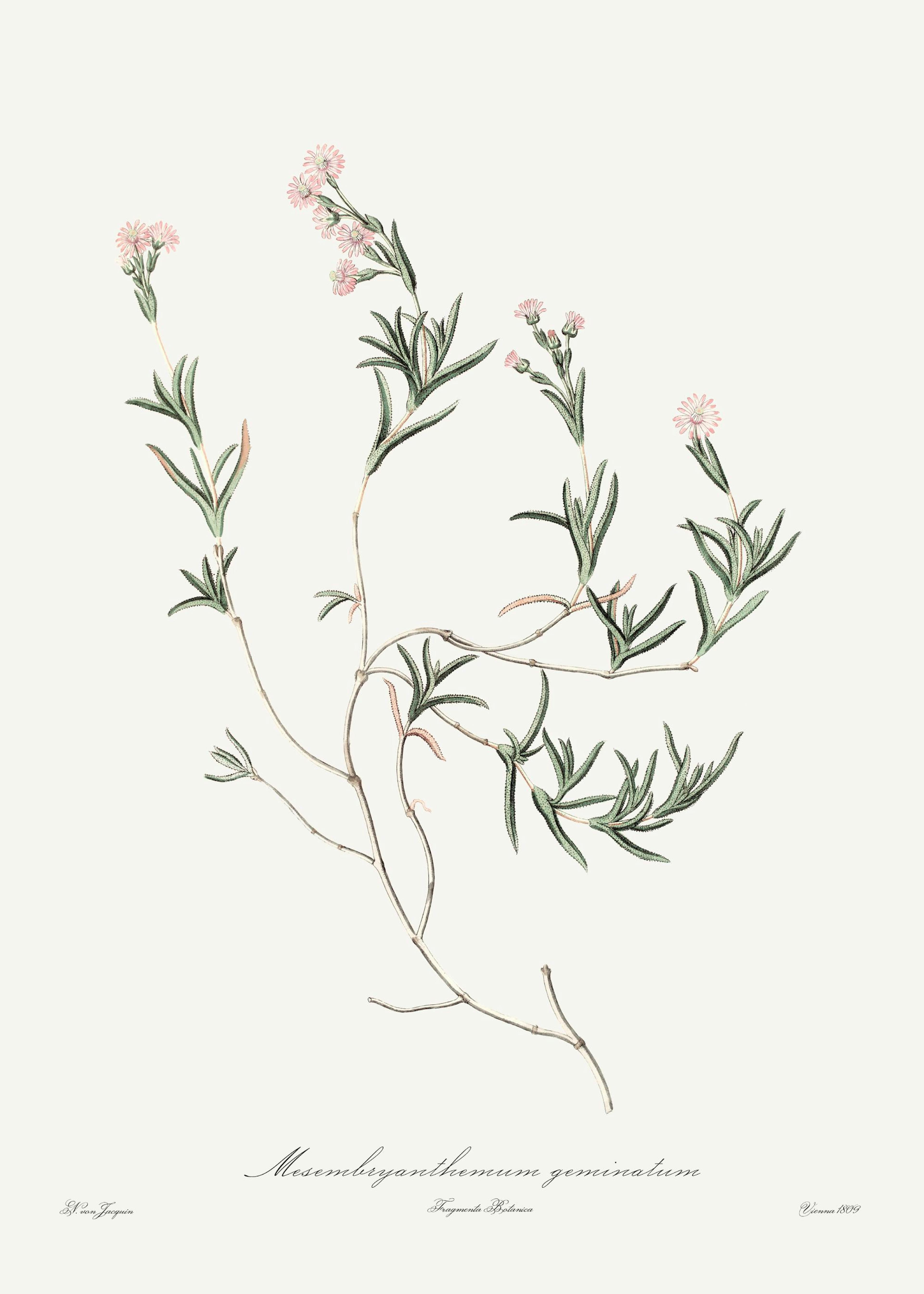 ピンクの植物のイラストポスター - 美術品 0