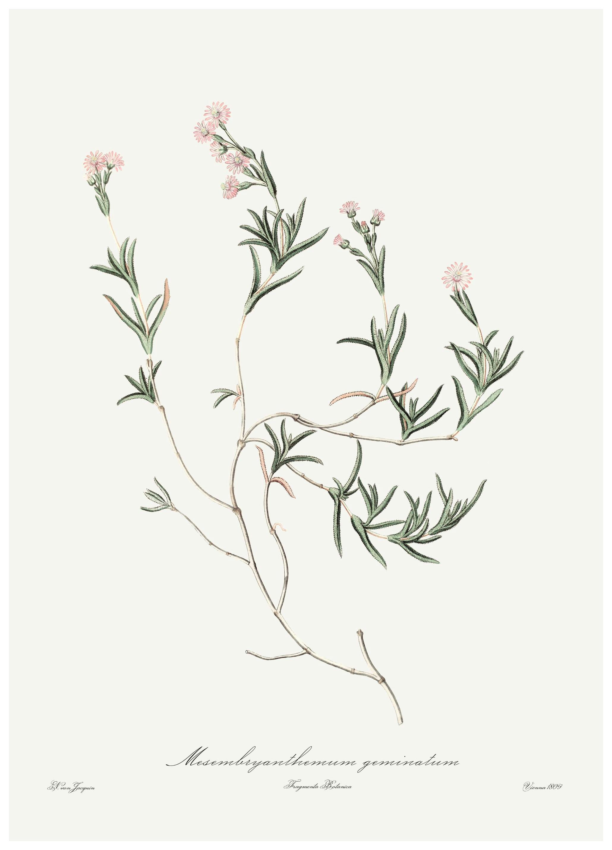 Roze Plant Illustratie Poster (21x30 cm) - Poster Store
