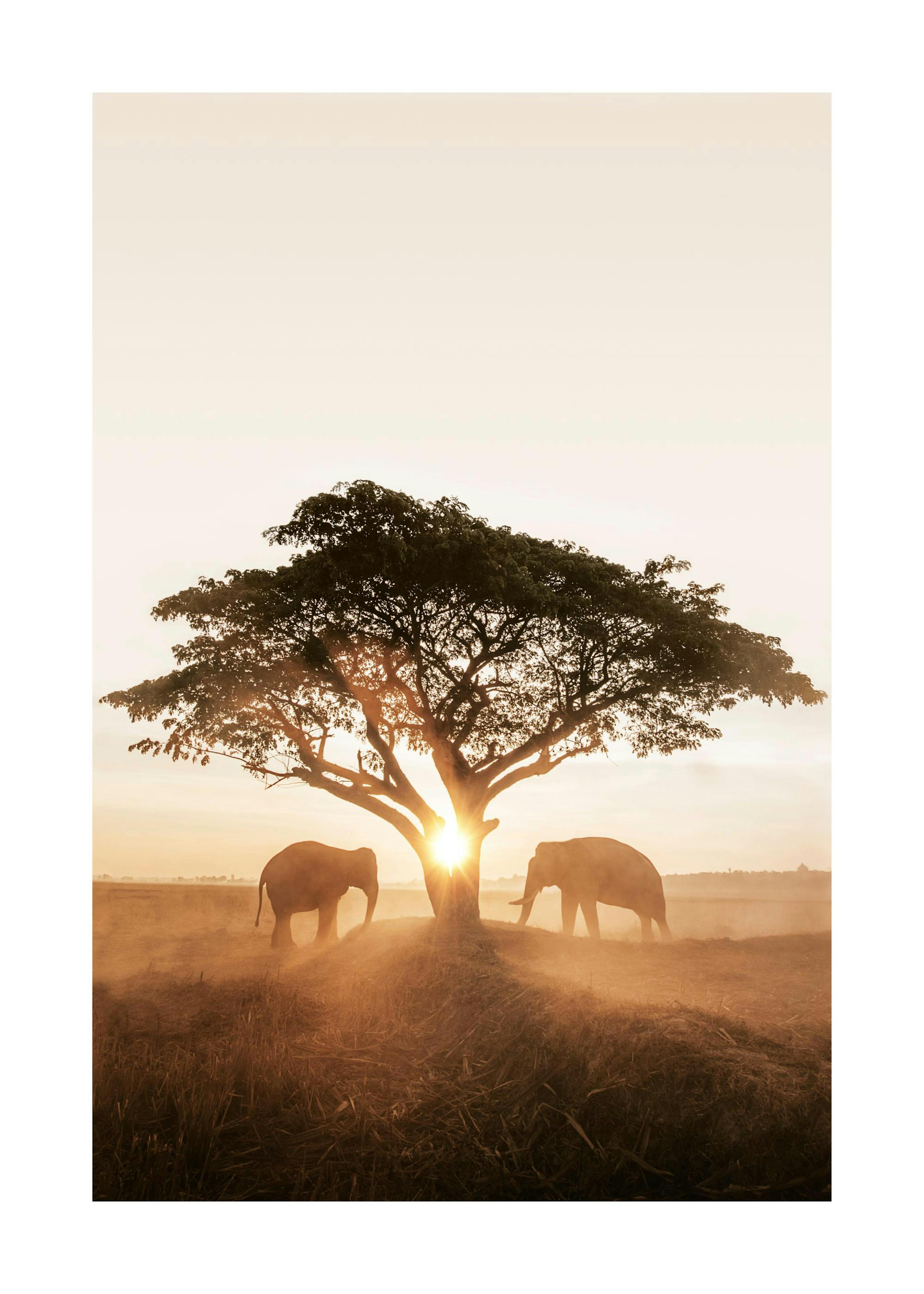 Póster Amanecer Elefantes 0