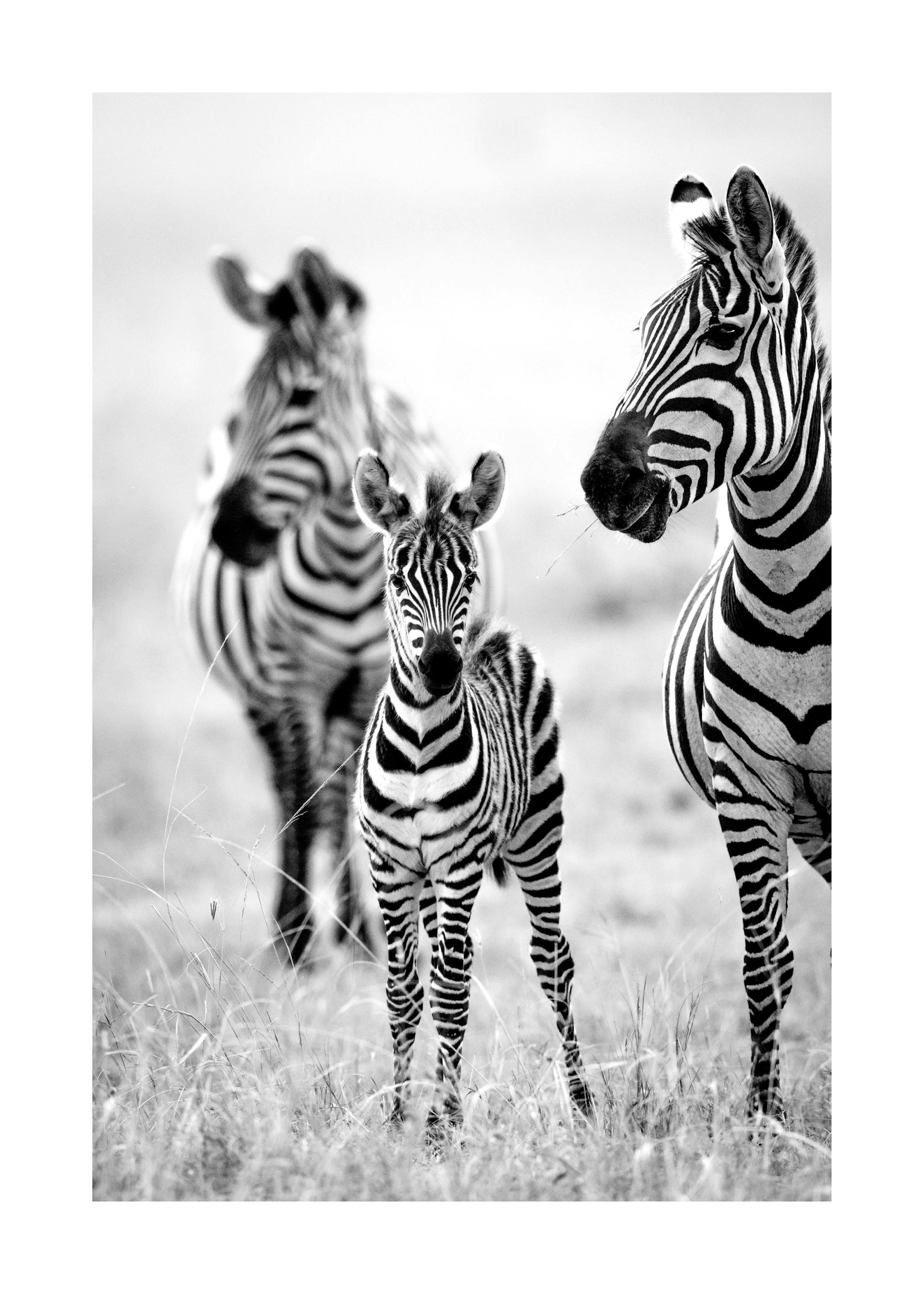 Zebra Familj Poster 0