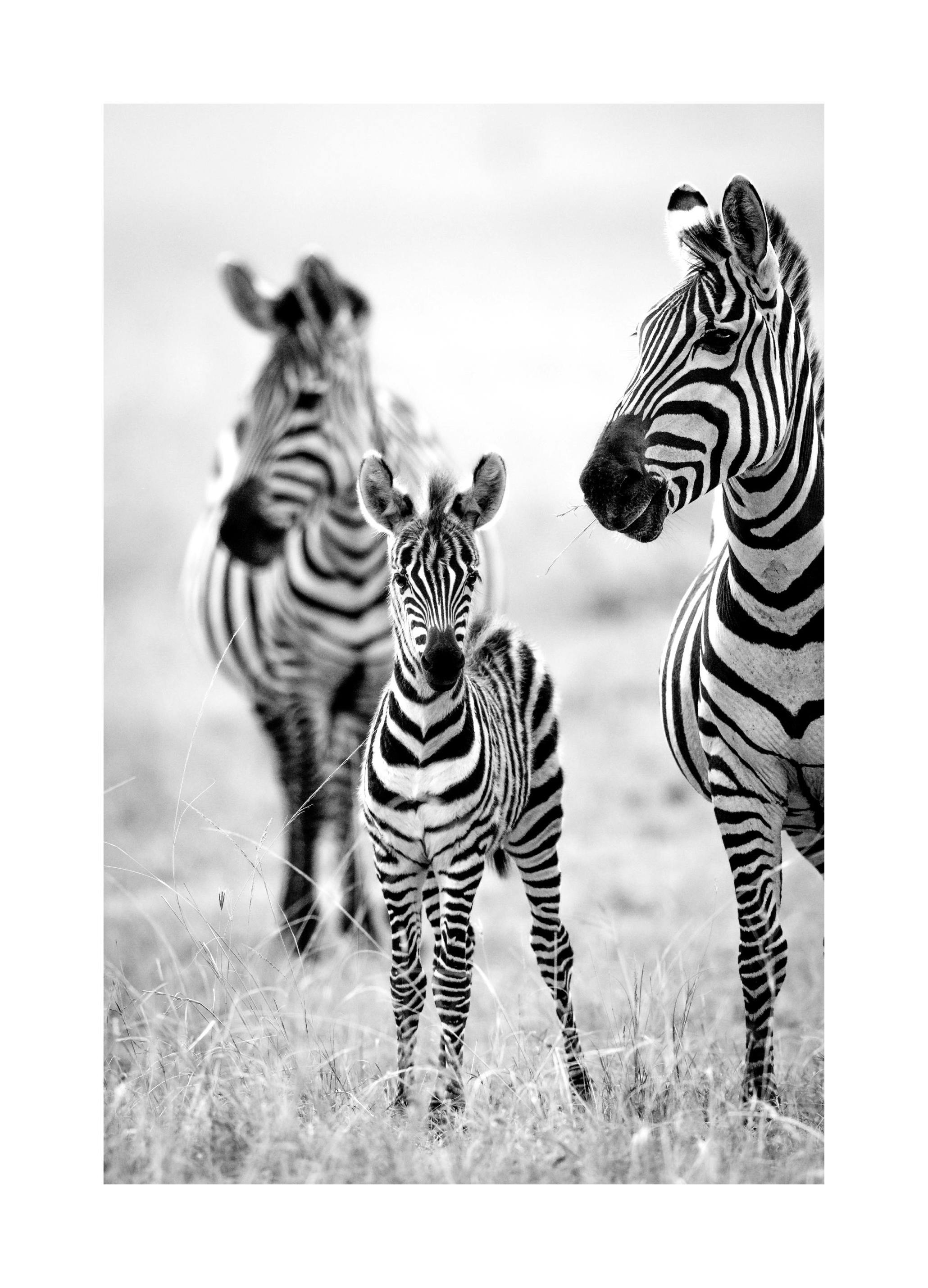 Famille Zèbres Poster (30x40 cm) - Poster Store