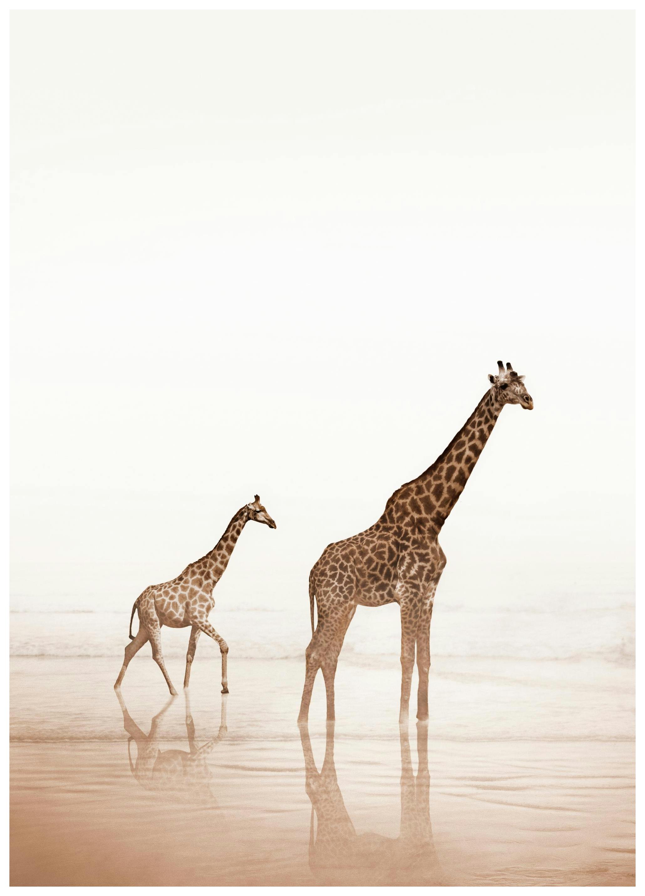 Giraffes sur la Plage Poster (21x30 cm) - Poster Store