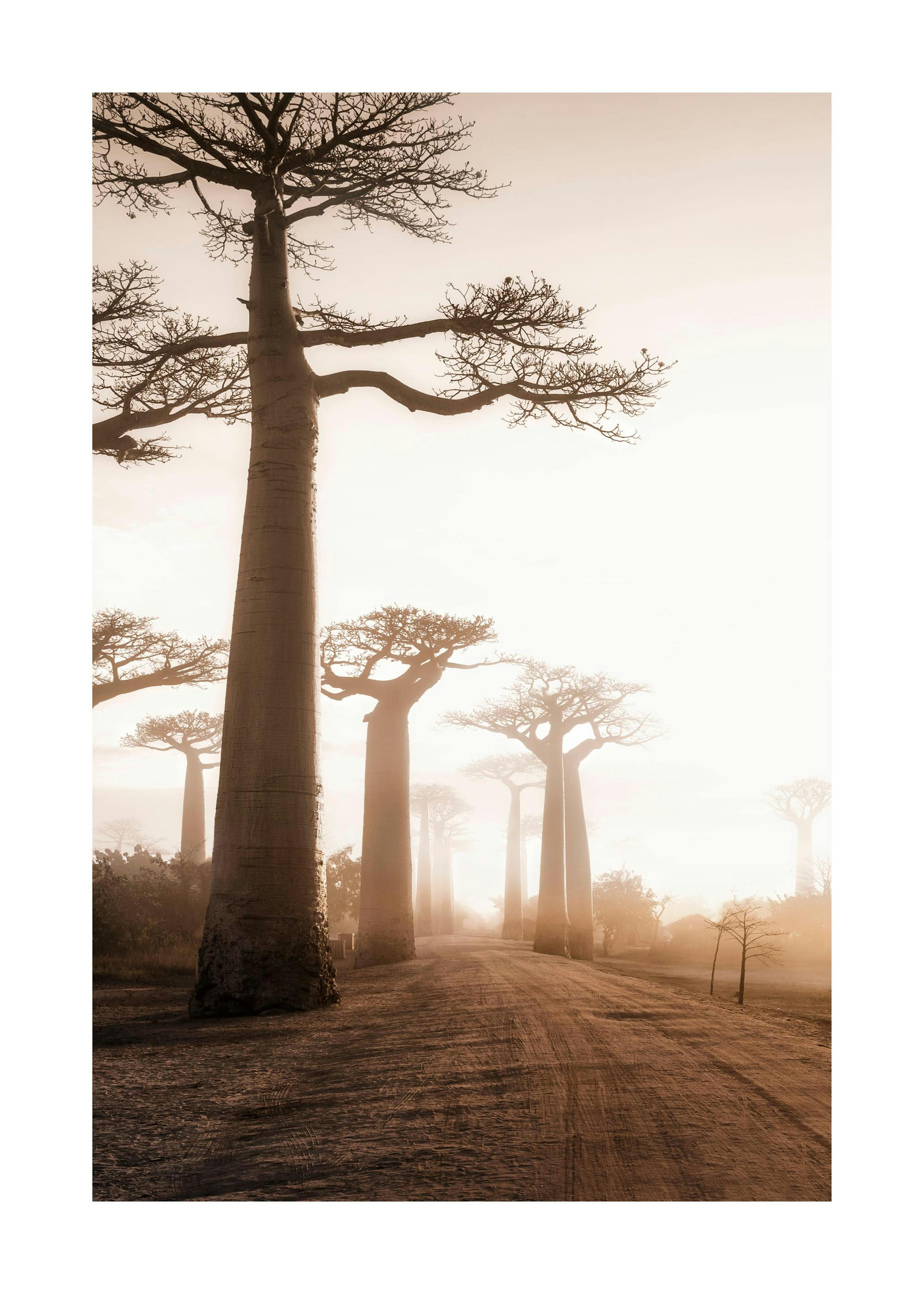 Baobab Baum Poster 0