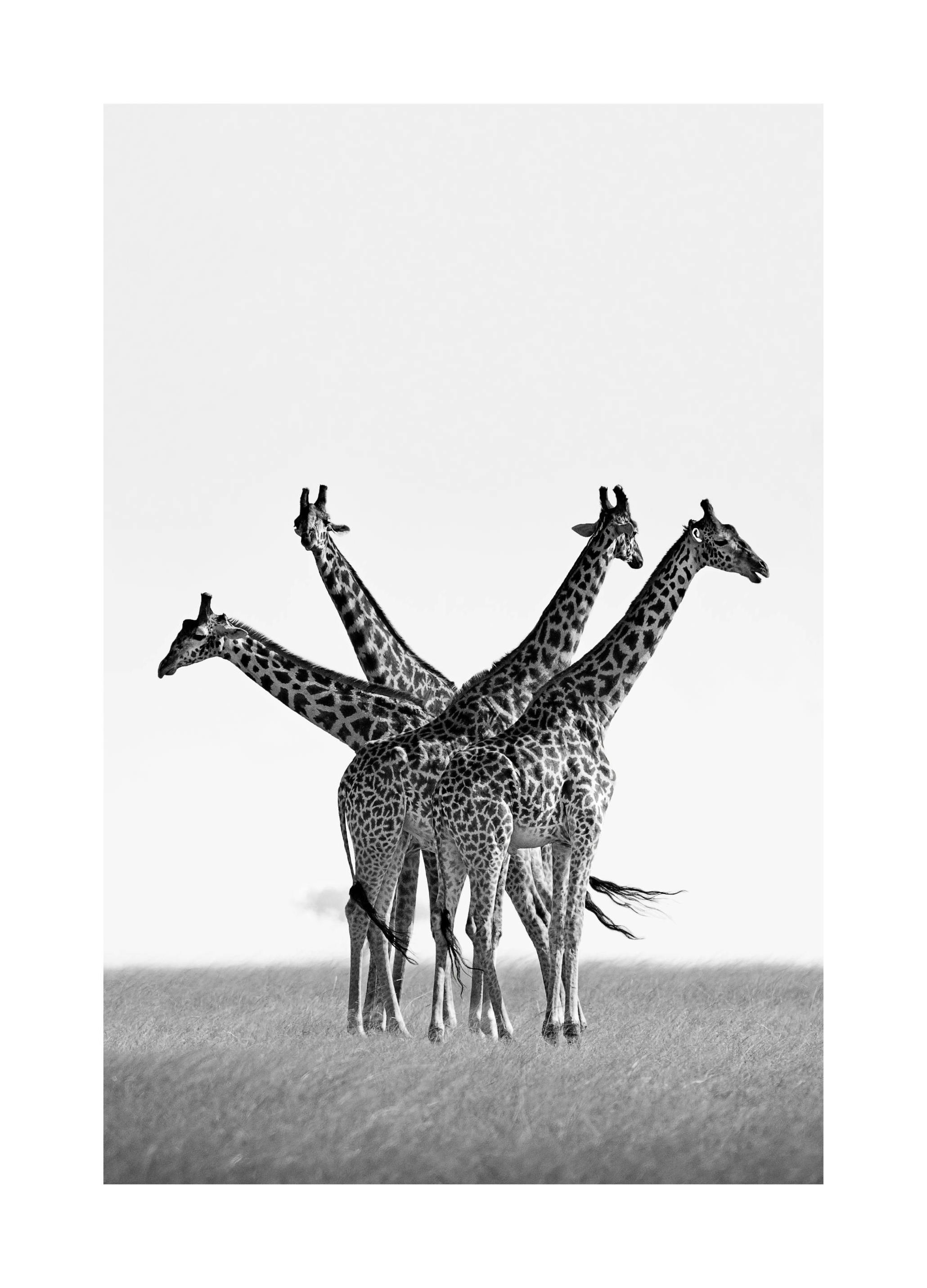 Giraffen op de Savanne Poster (50x70 cm) - Poster Store