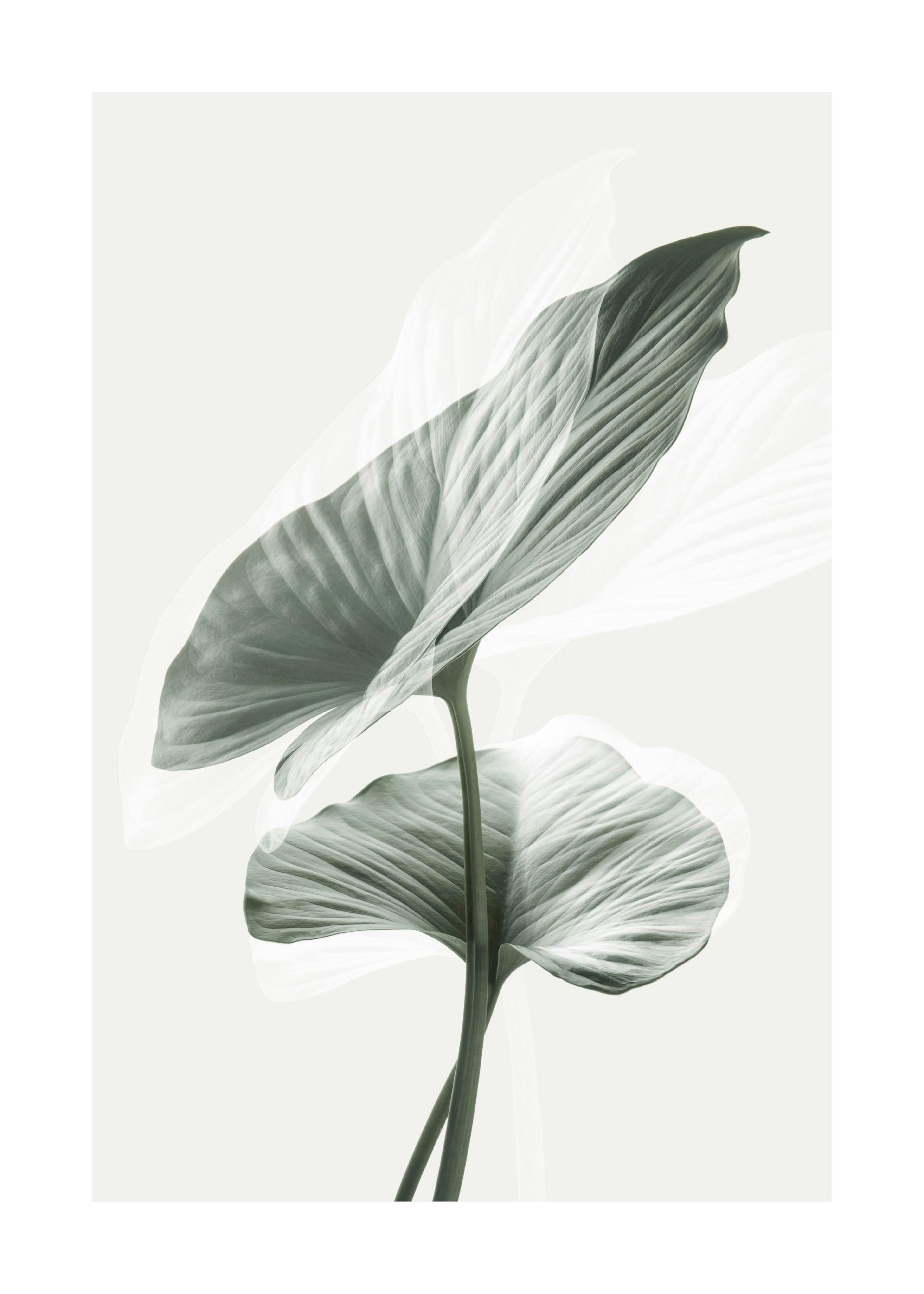Feuilles Vertes Poster 0
