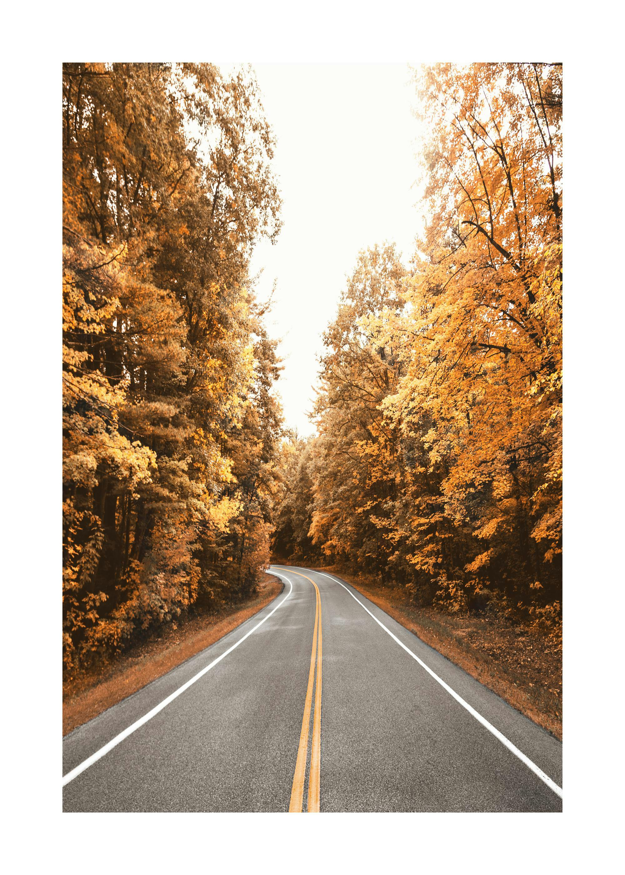 Autumn Road Poster 0