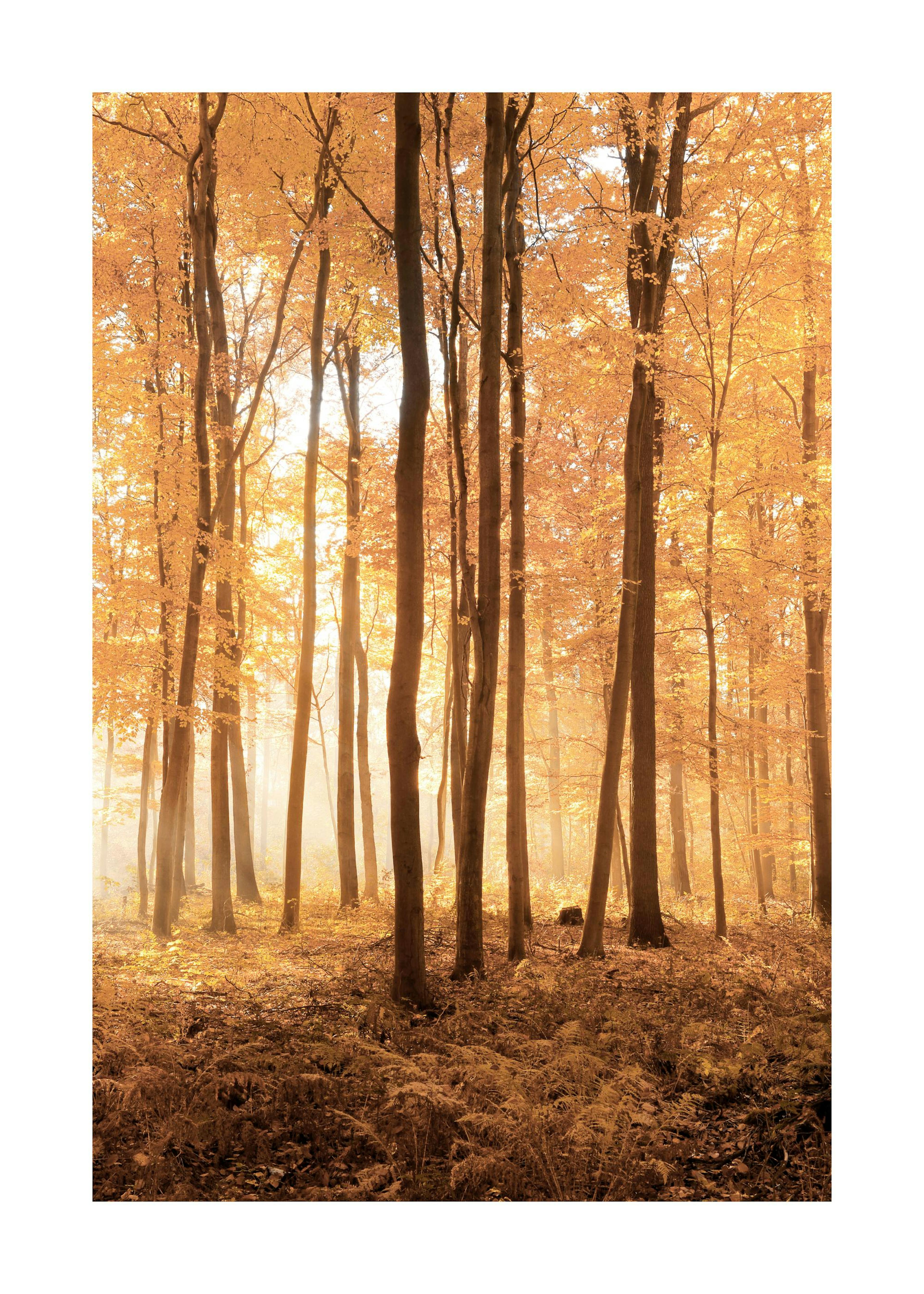 Herbstbäume Poster 0
