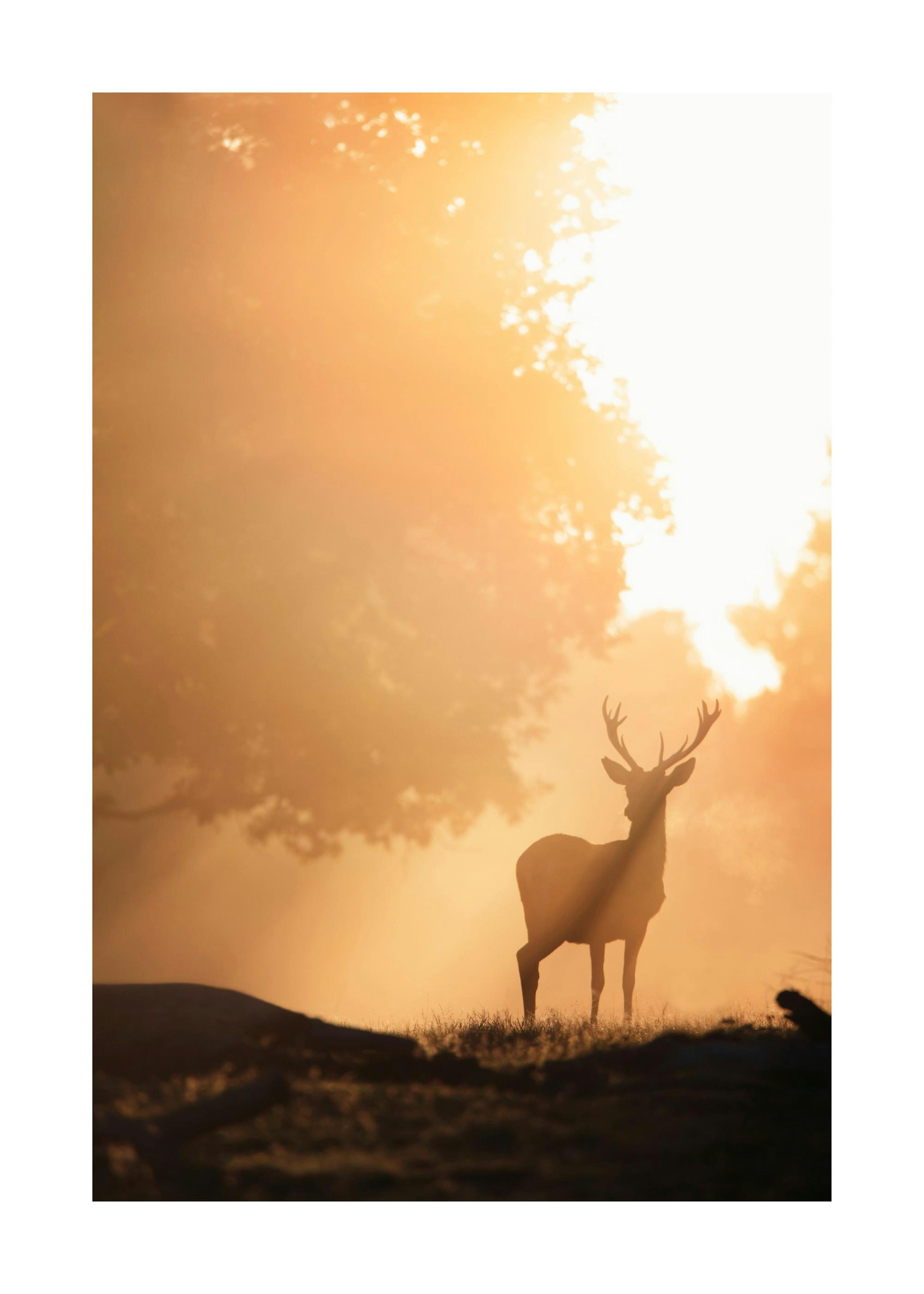 Hirsch im goldenen Licht Poster 0