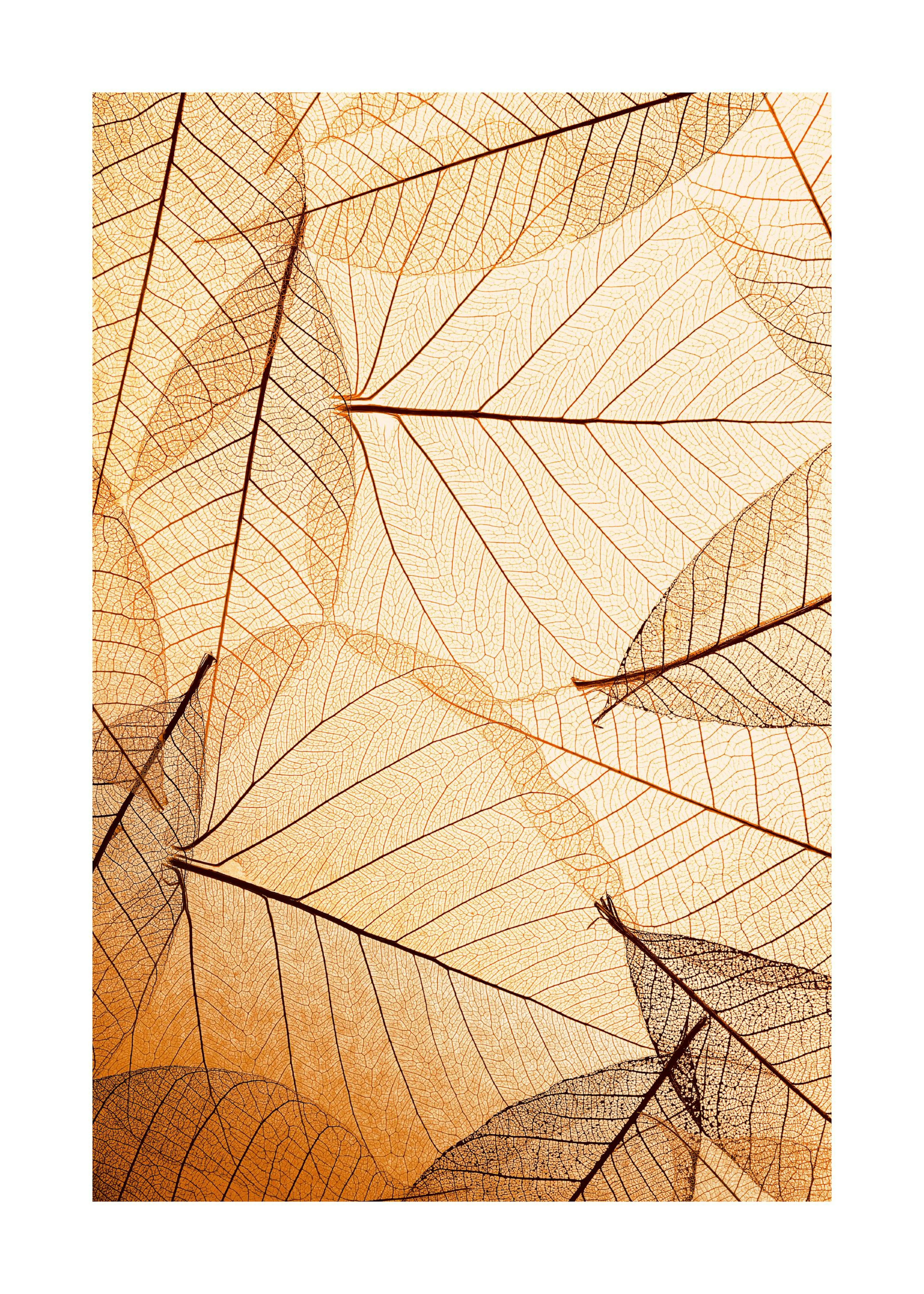Póster Hojas Otoñales 0
