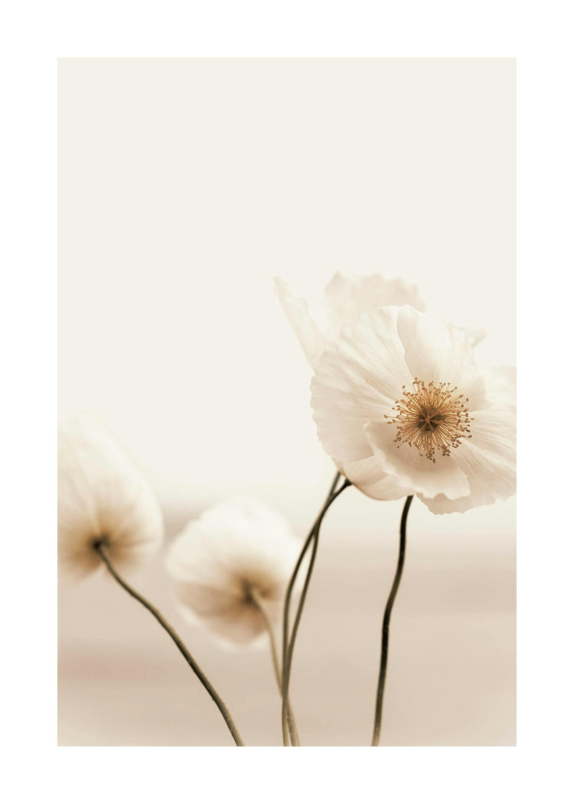 Wilder Mohn Poster 0