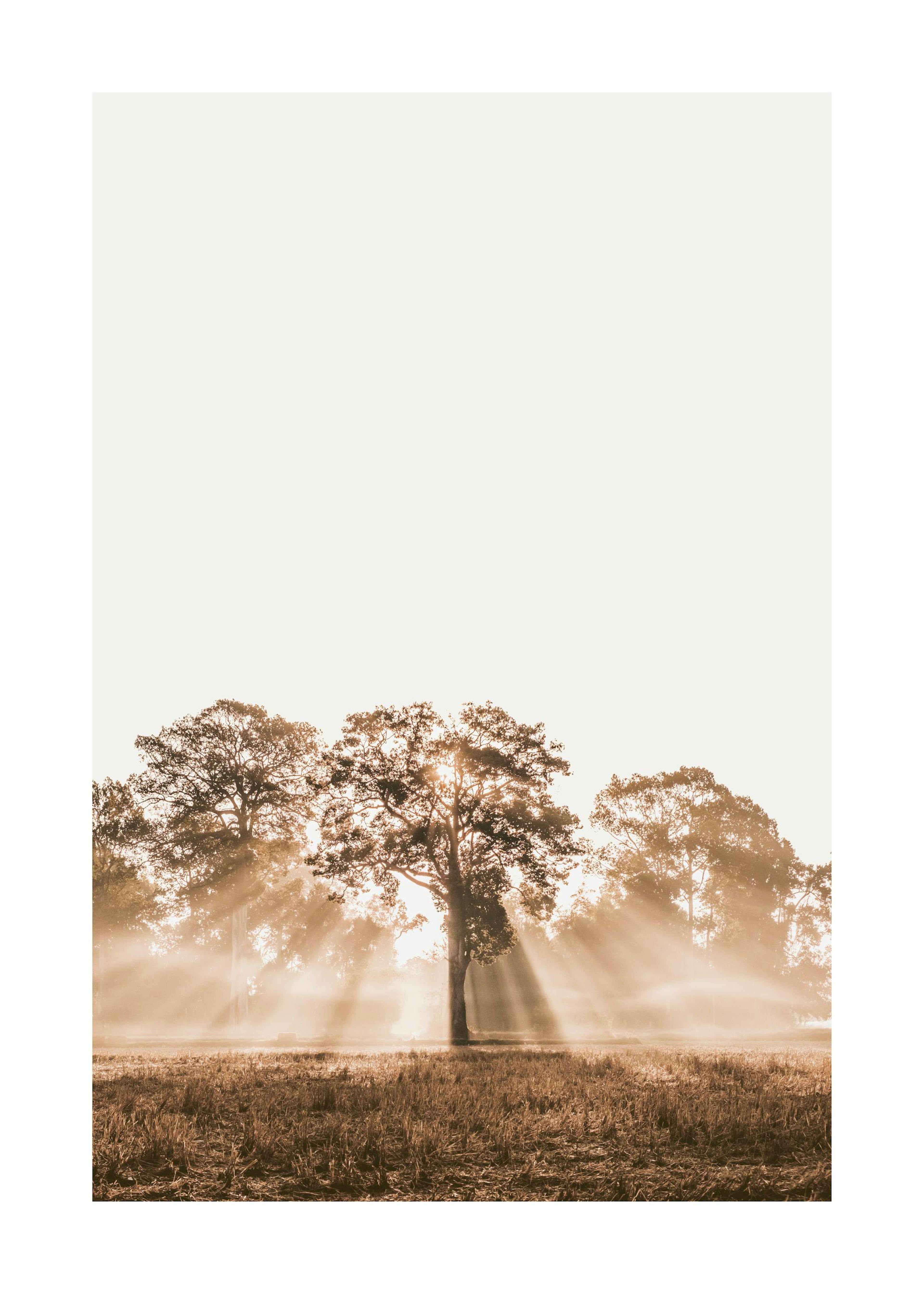 Póster Luz a través del Árbol 0